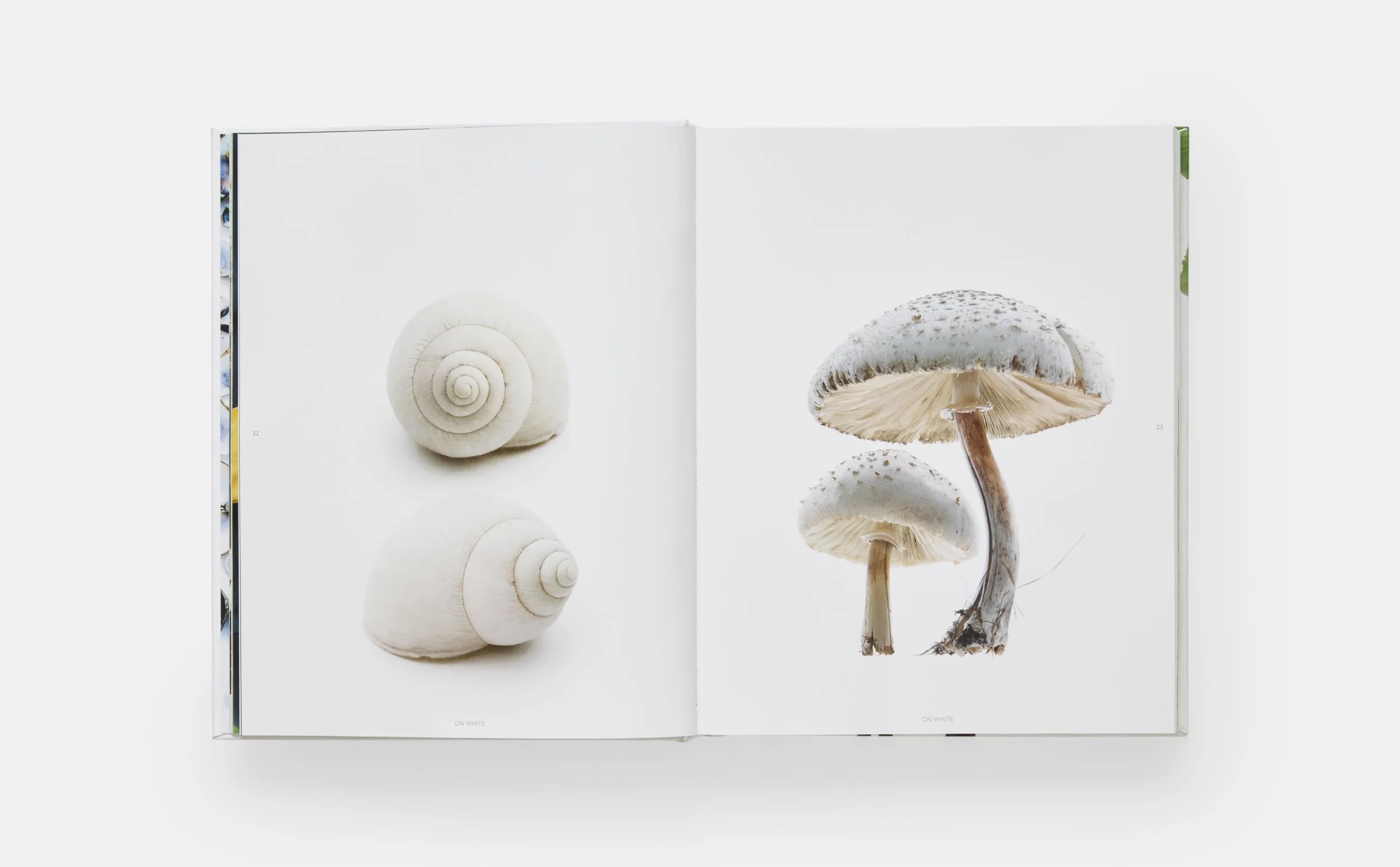 Still: The Art of Noticing