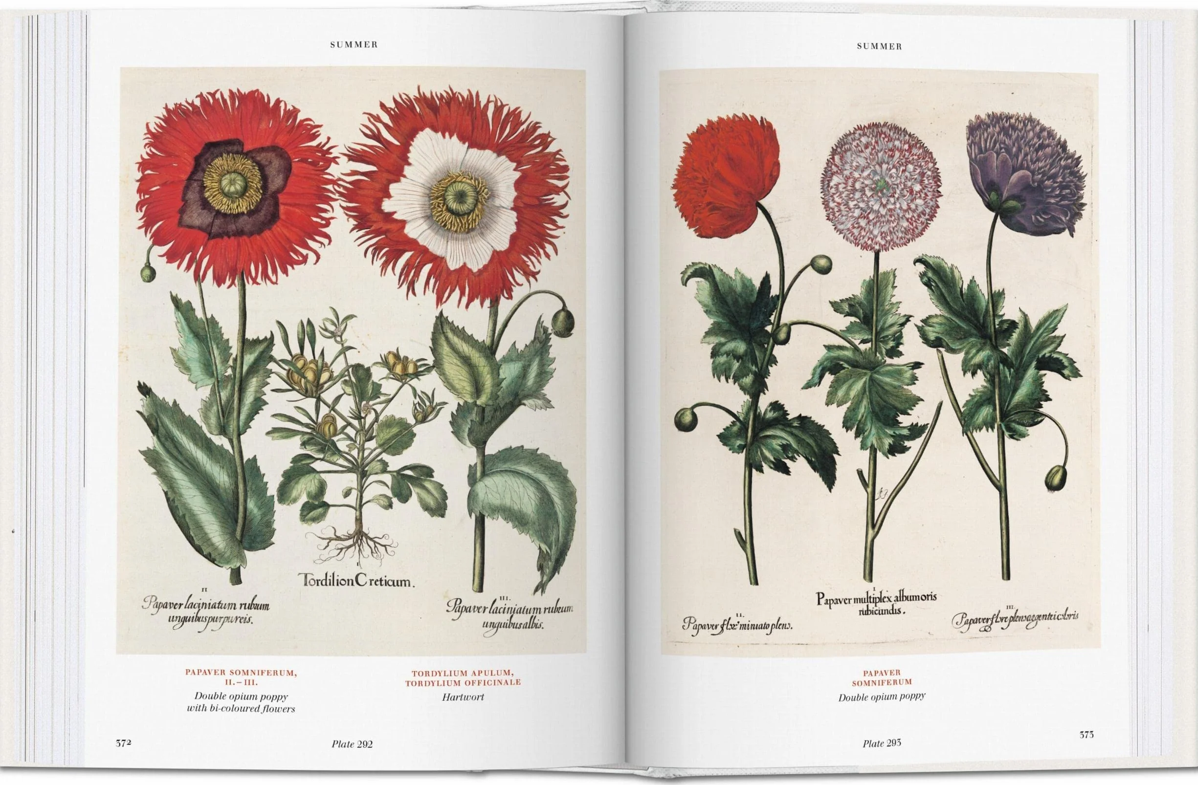 BU-l'herbier (garden at Eichstatt): L'Herbier. Hortus Eystettensis