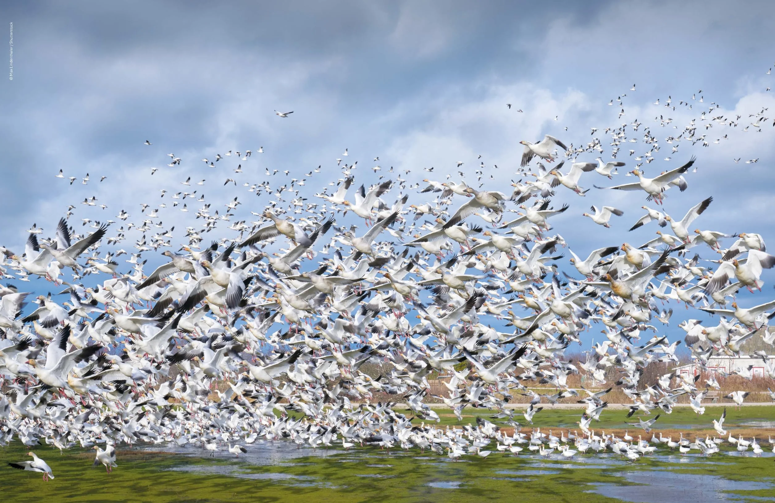 The Joy of Birdwatching - anglais: The World's Most Joyous Birding Adventures | Connect with Nature & Meet Remarkable Creatures | Packed with Tips on Where & When to Go