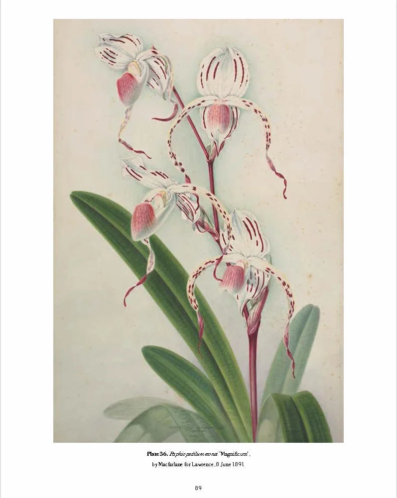 RHS Orchids /anglais: A History Through Botanical Illustration