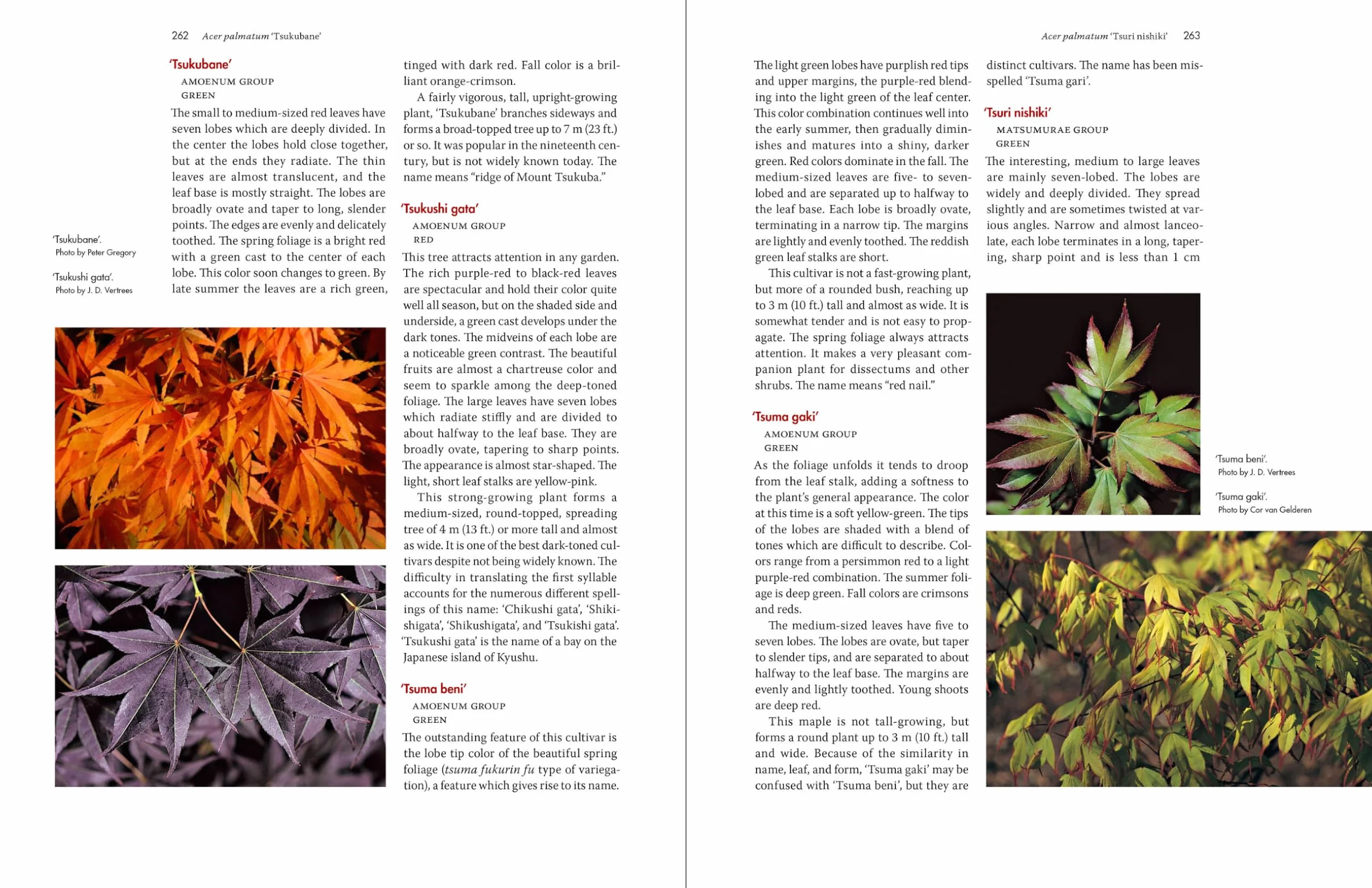 Japanese Maples: The Complete Guide to Selection and Cultivation