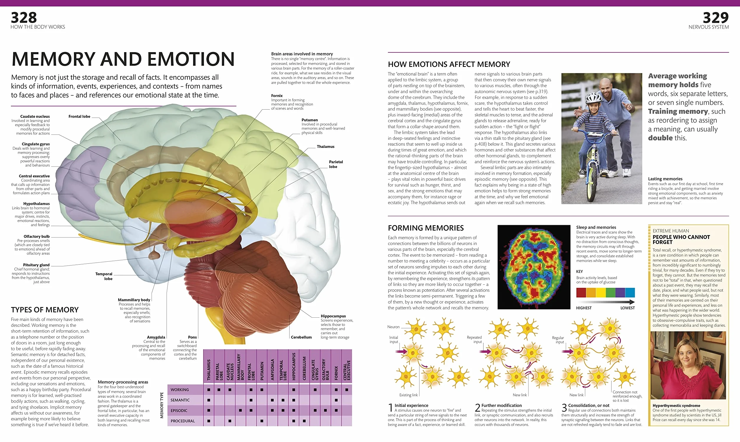 The Complete Human Body: The Definitive Visual Guide