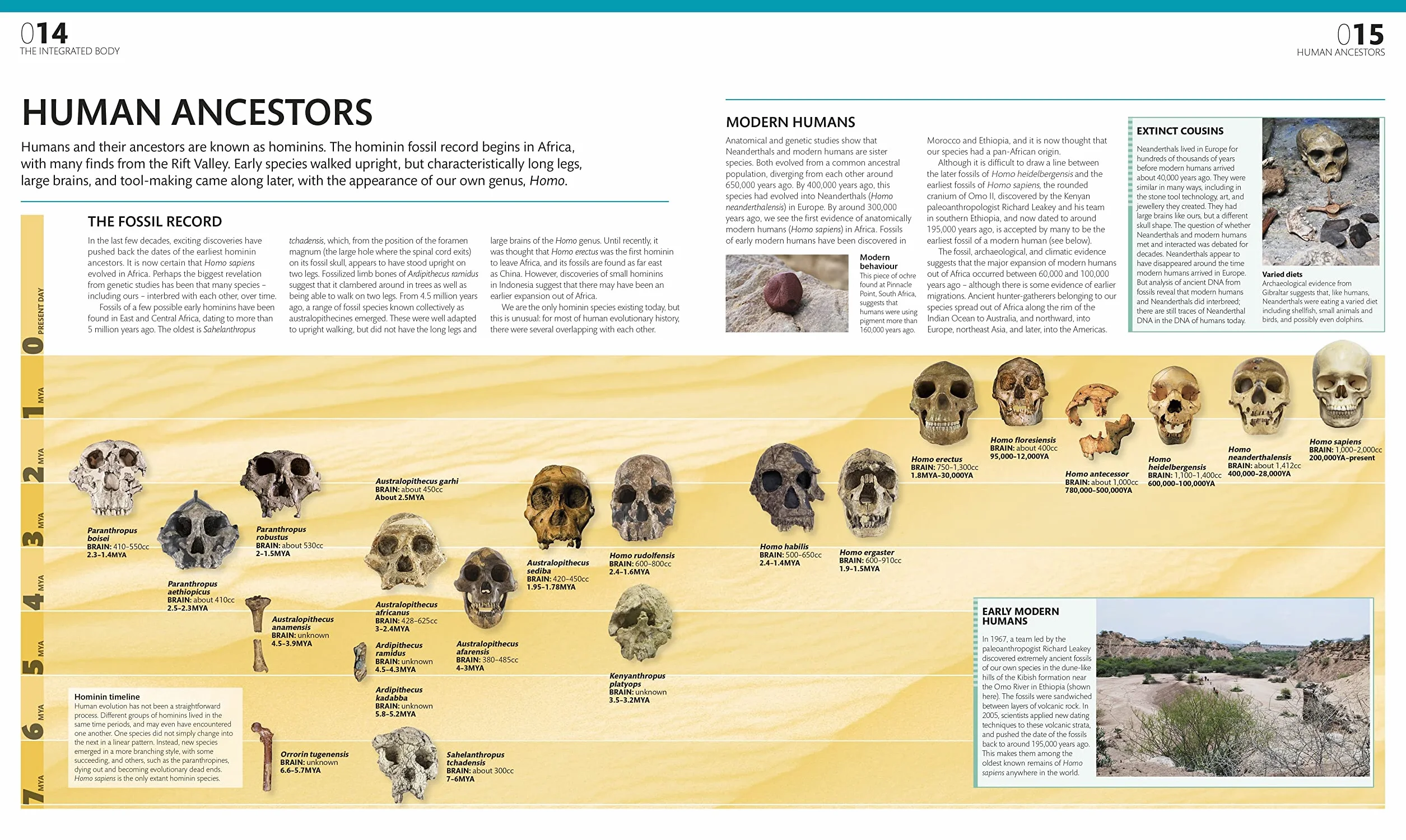 The Complete Human Body: The Definitive Visual Guide