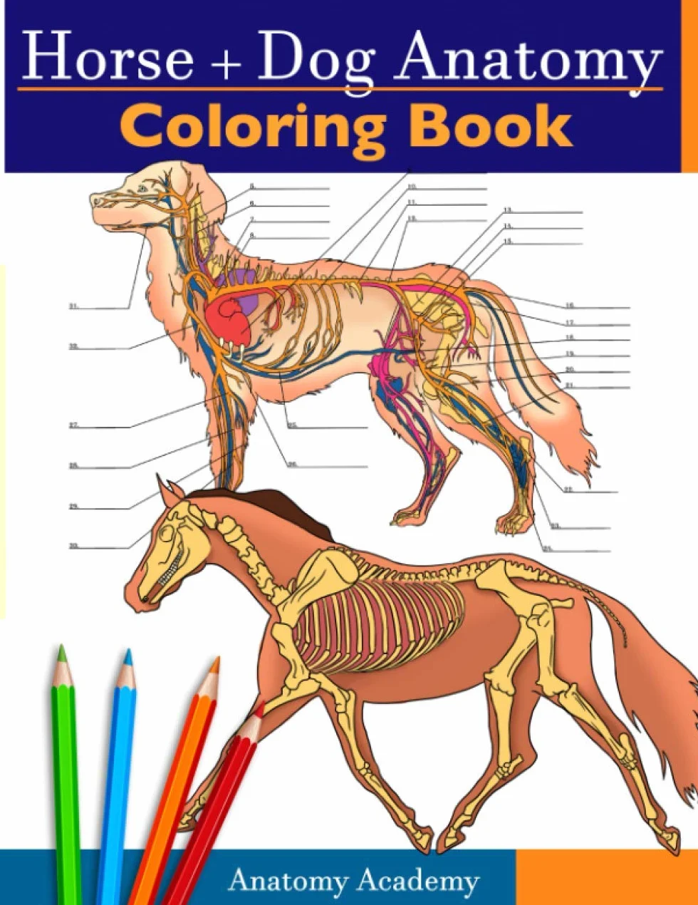 Horse + Dog Anatomy Coloring Book: 2-in-1 Compilation | Incredibly Detailed Self-Test Equine & Canine Anatomy Color workbook | Perfect Gift for Veterinary Students, Animal Lovers & Adults