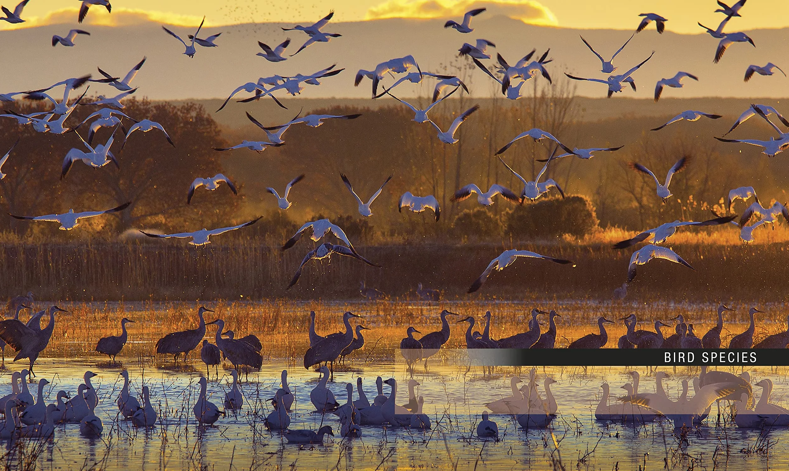 Bird: The Definitive Visual Guide