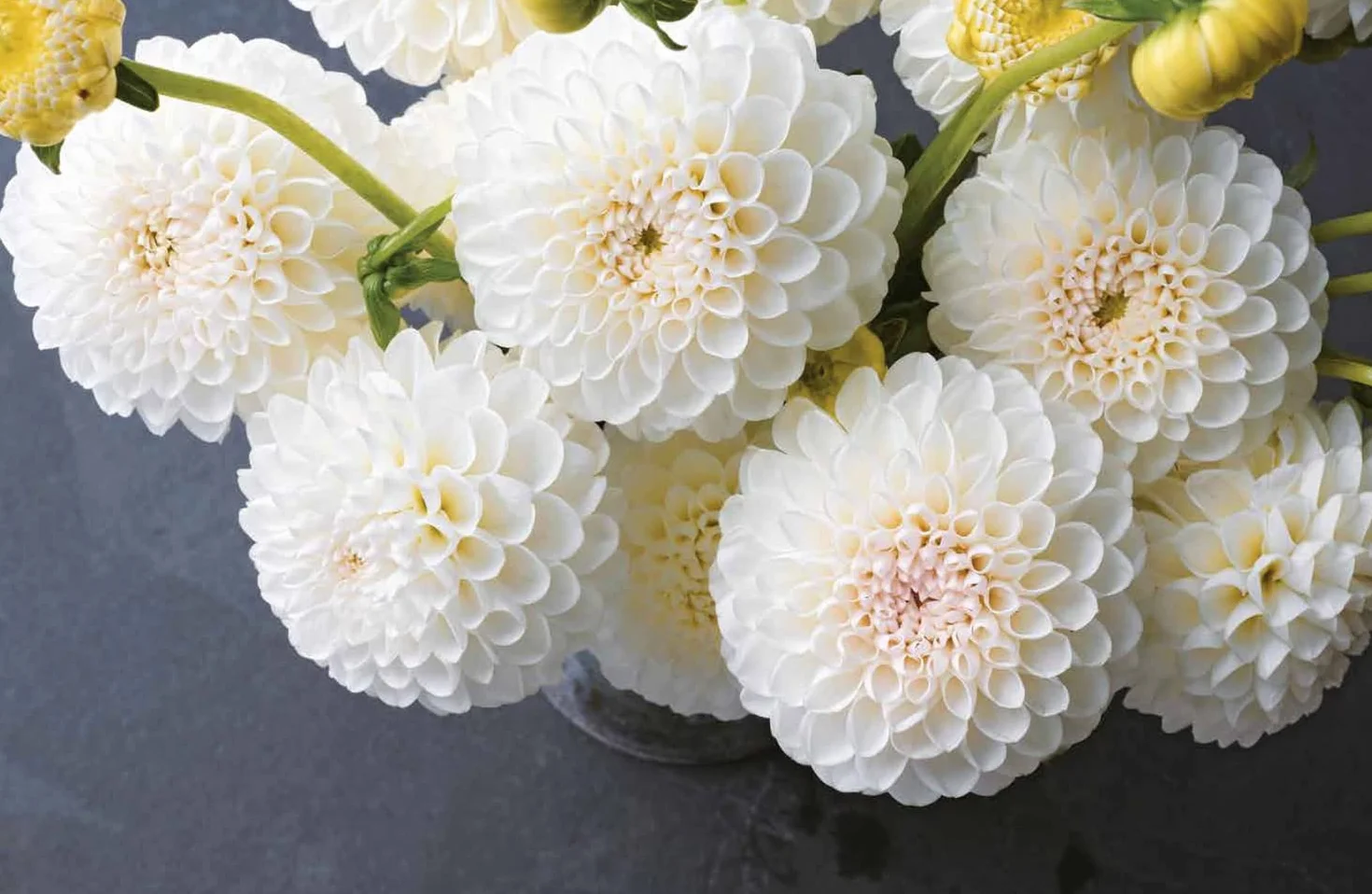 Dahlias: The ultimate flower guide for growing, flowering and cutting varieties for the home and gardening
