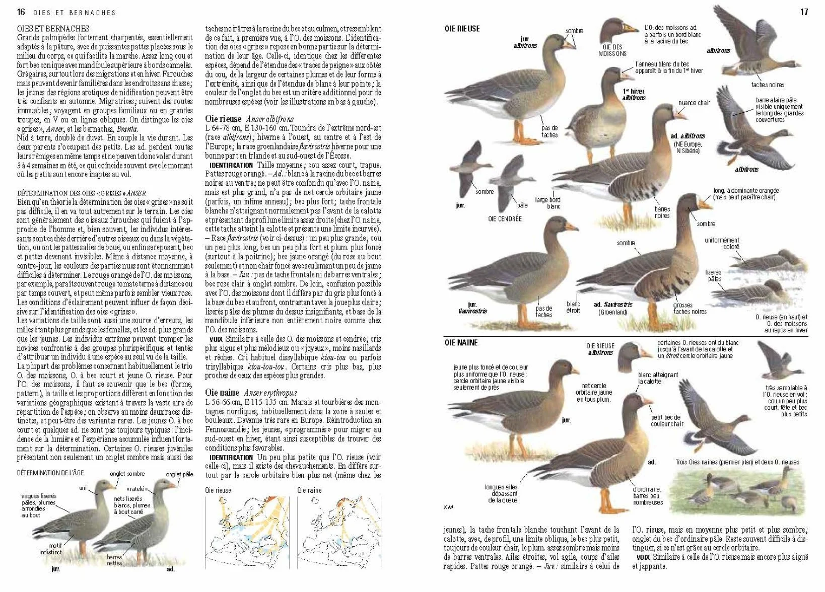 Le guide ornitho: Le guide le plus complet des oiseaux d'Europe, d'Afrique du Nord et du Moyen-Orient