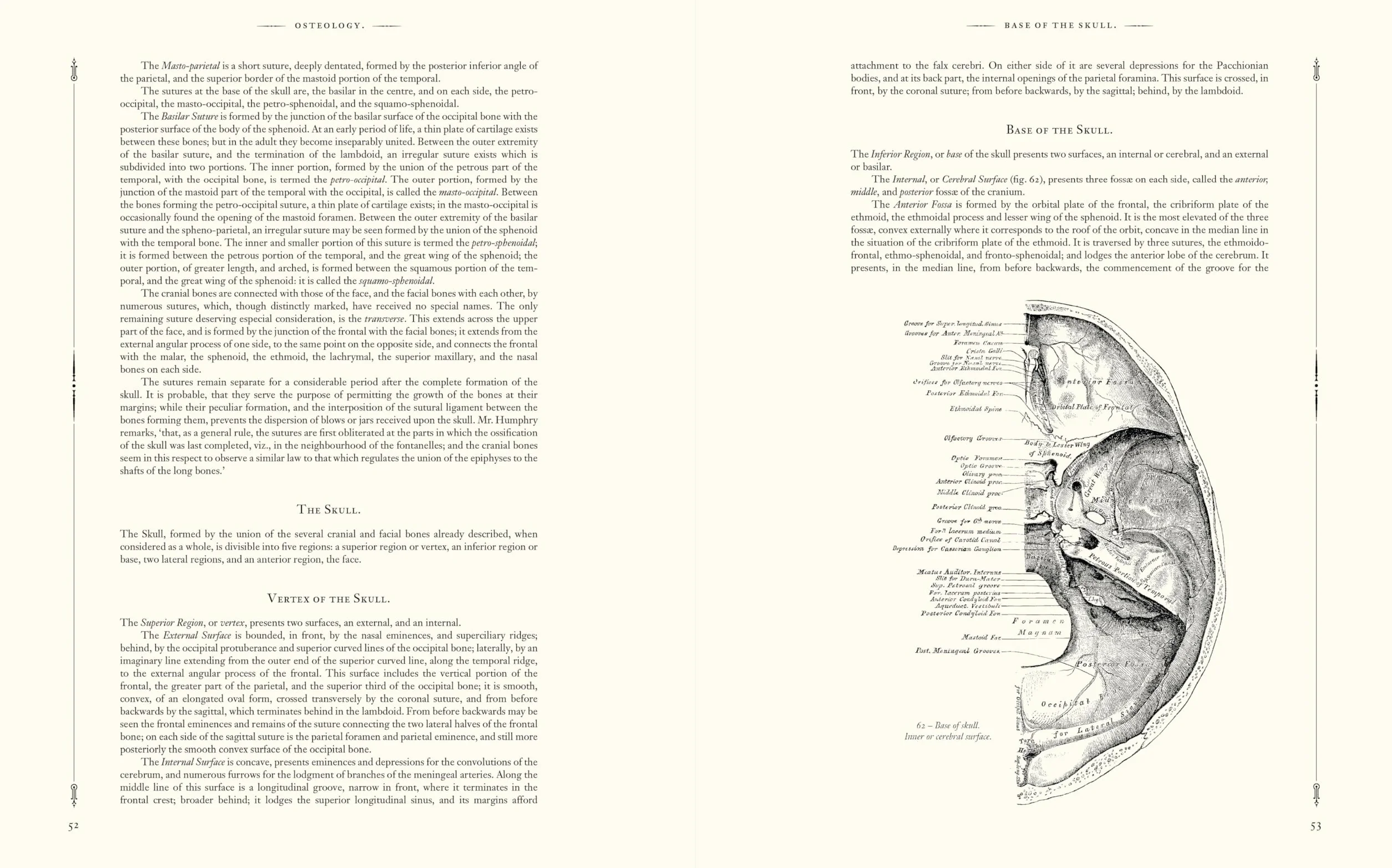 Gray's Anatomy