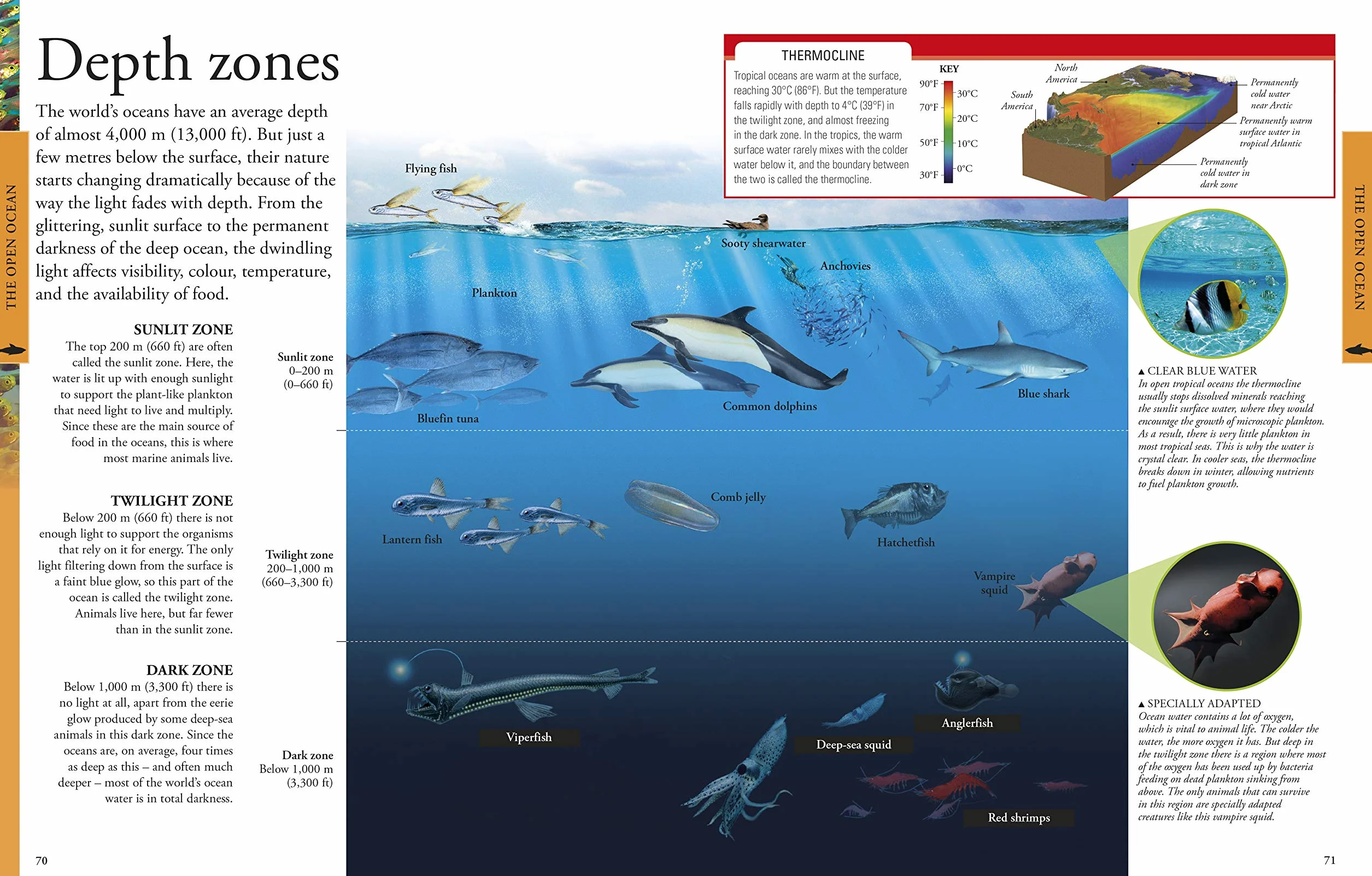 Ocean A Children's Encyclopedia