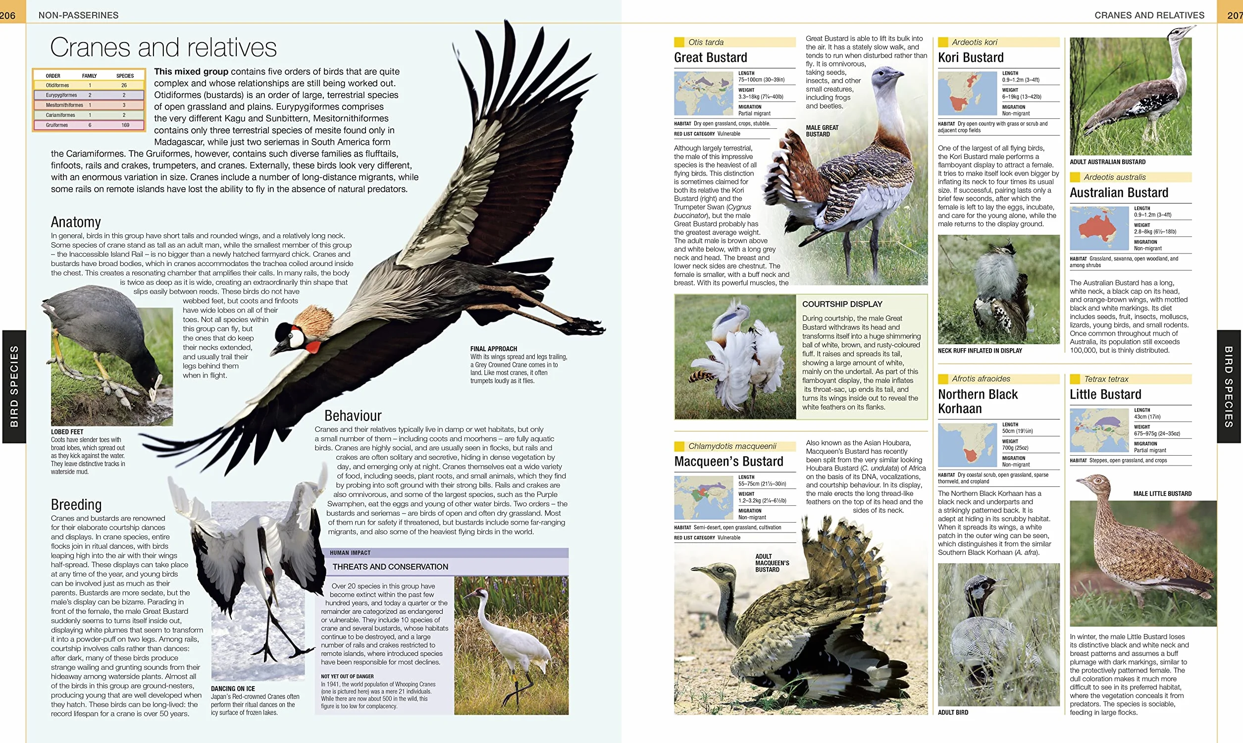 Bird: The Definitive Visual Guide