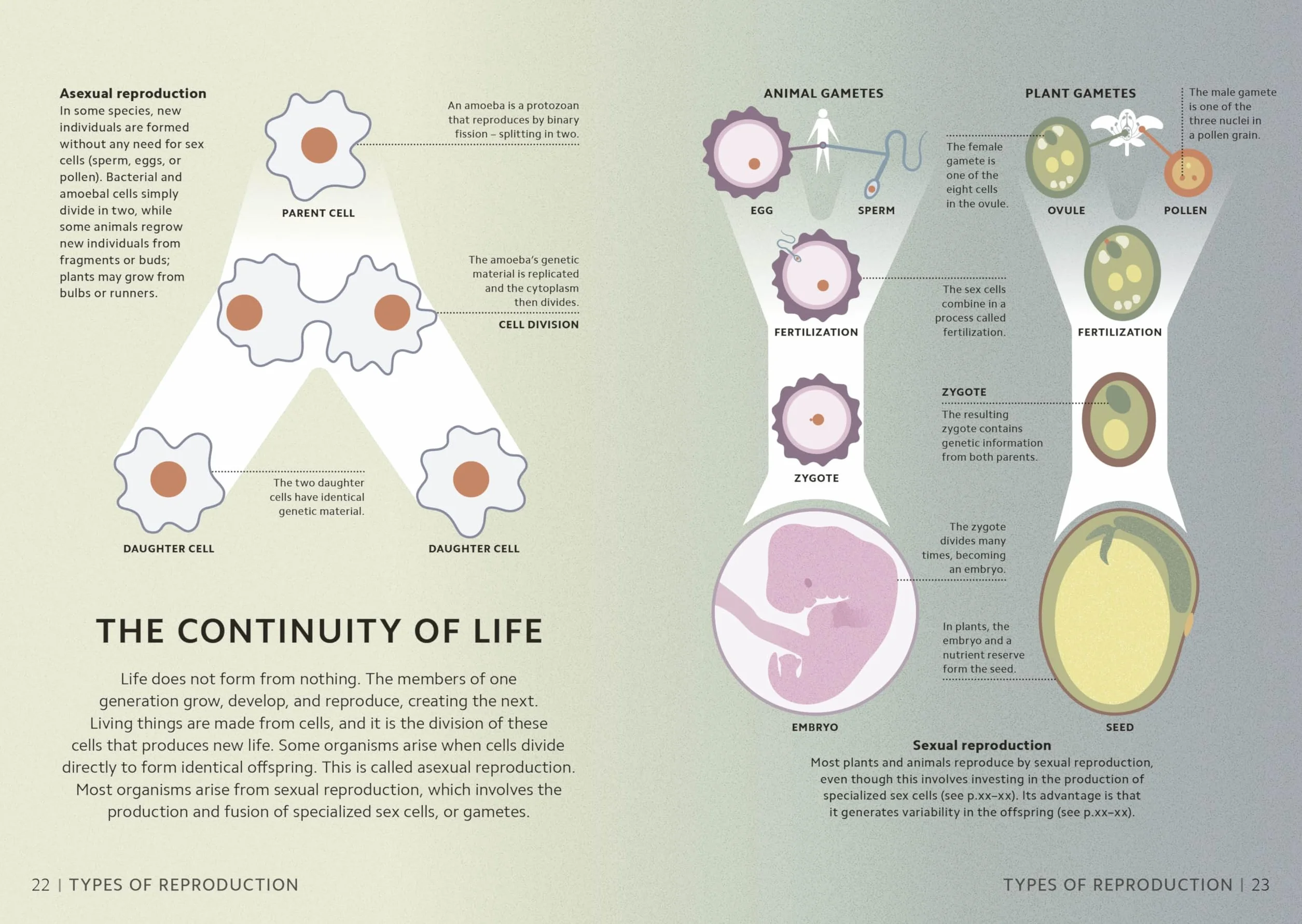 Simply Genetics: Facts Made Fast