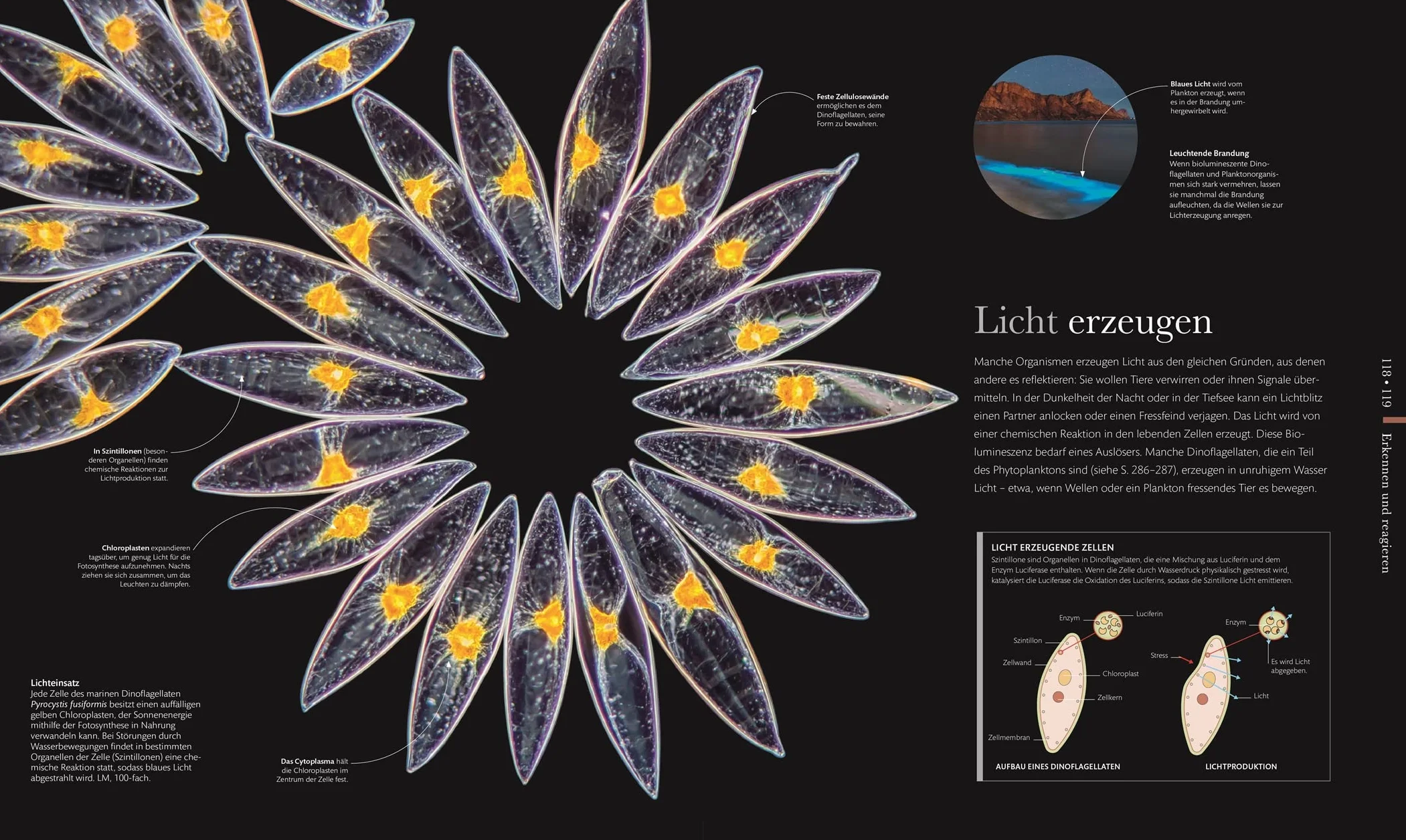Mikrokosmos - Wunderwelt der kleinsten Lebewesen: Mikroskopbilder und atemberaubende Makrofotografien illustrieren die unsichtbare Welt unseres Mikrokosmos