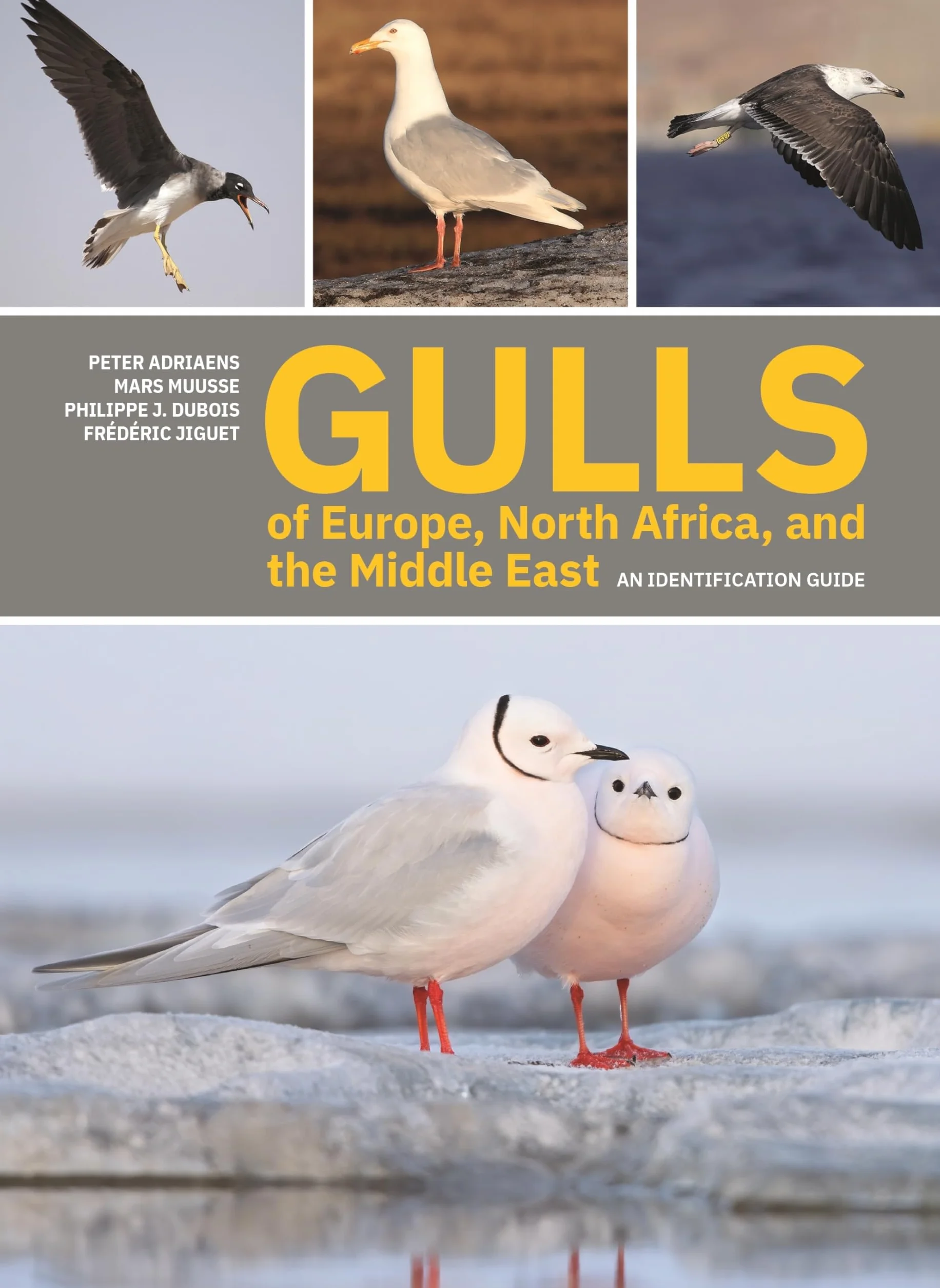 Gulls of Europe, North Africa, and the Middle East: An Identification Guide