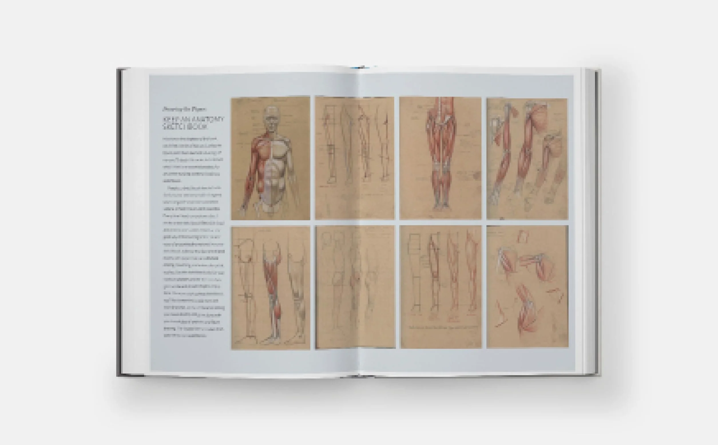 Basic Human Anatomy: An Essential Visual Guide for Artists