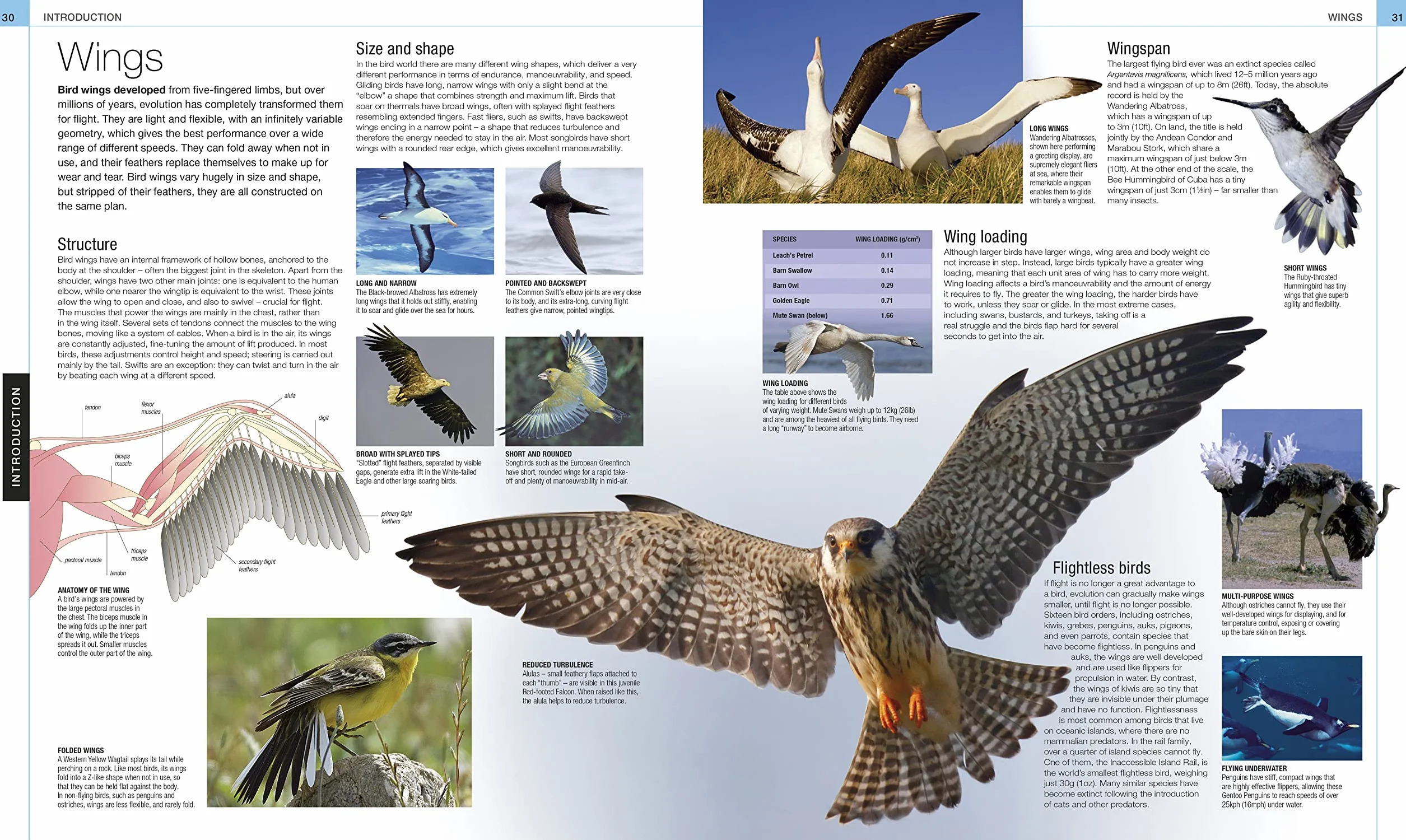 Bird: The Definitive Visual Guide