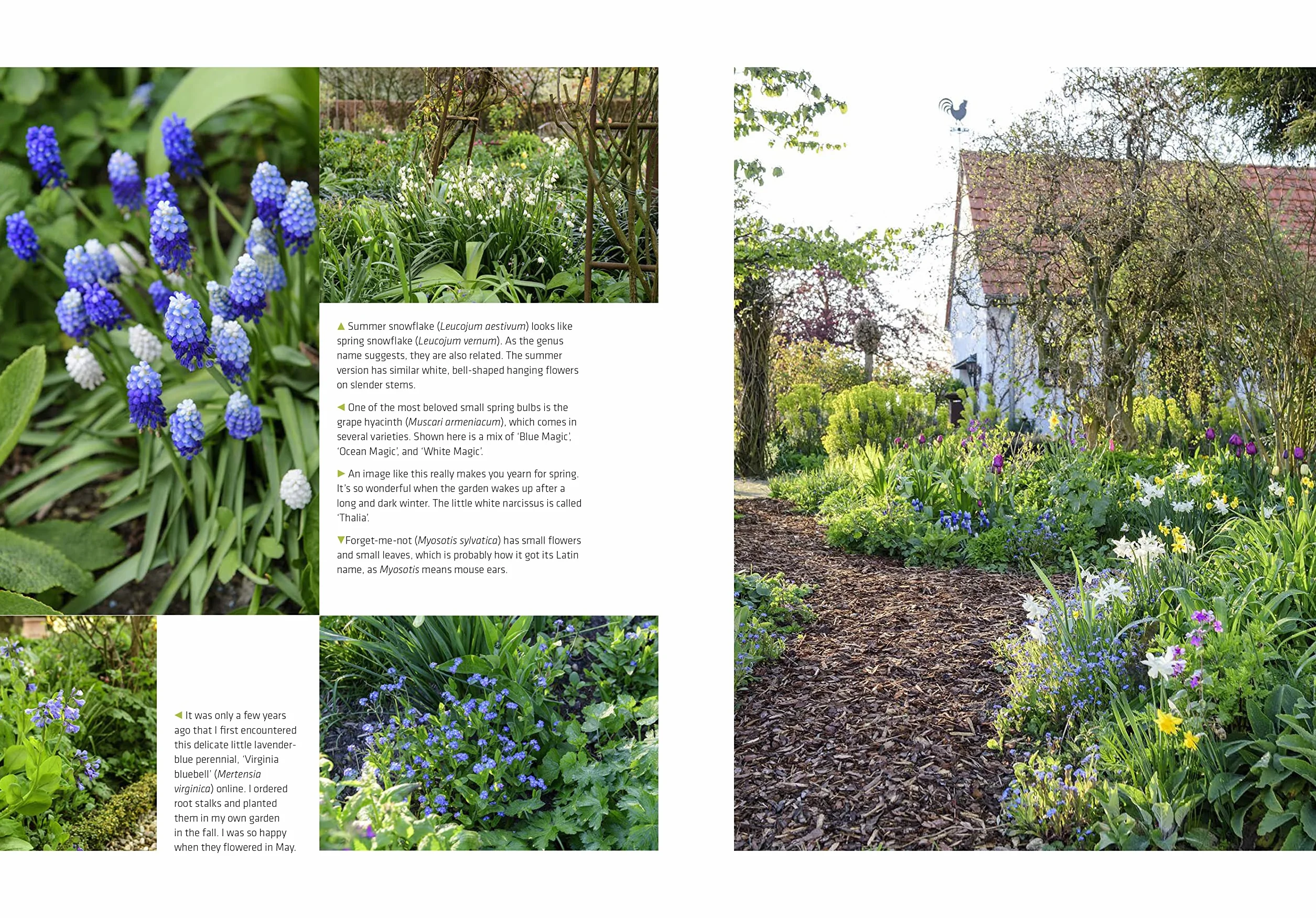 The Cottage Garden