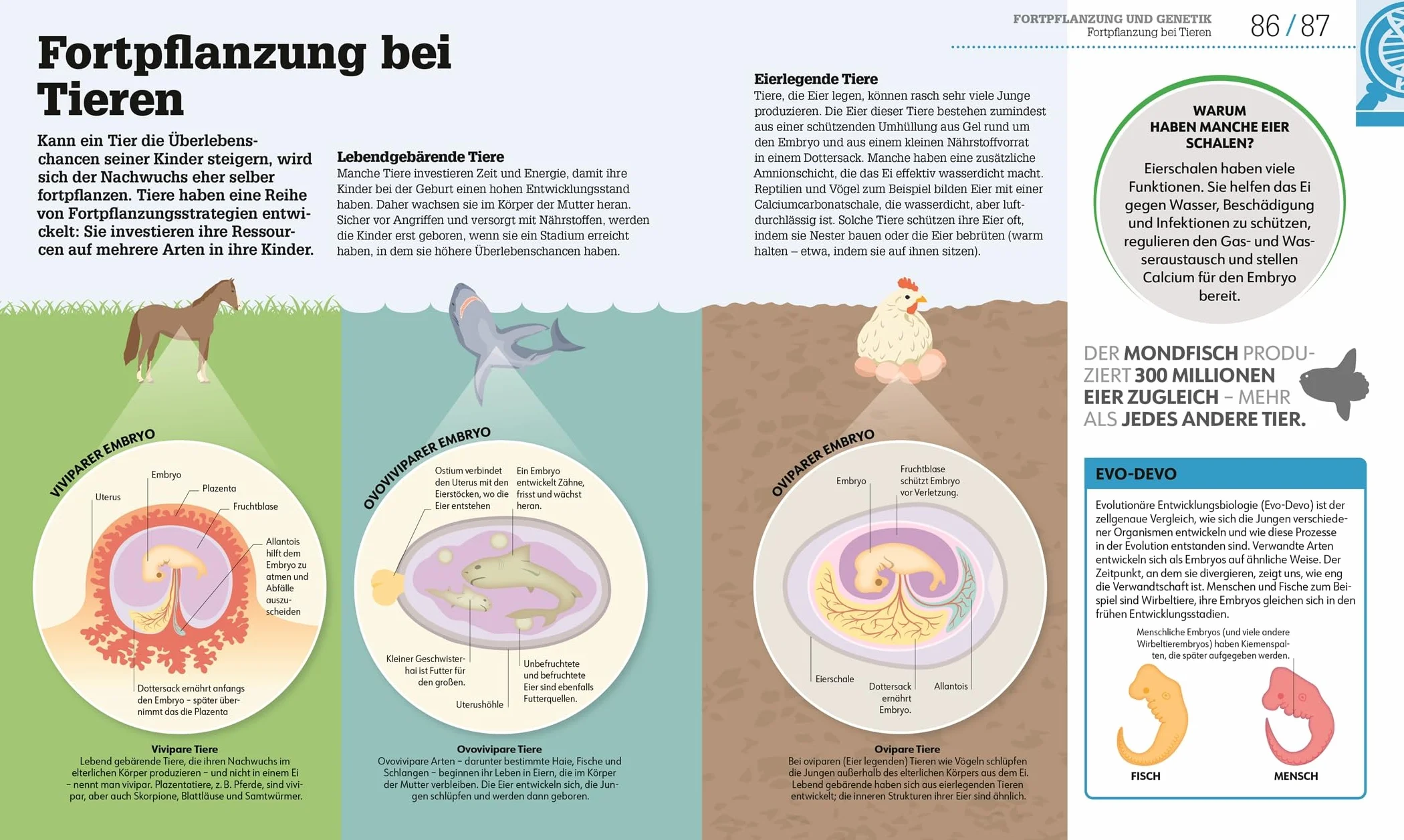 #dkinfografik. Biologie einfach erklärt: Genetik, Evolution, Ökologie. Leicht verständliche und visuell aufbereitete Einführung in die Biologie