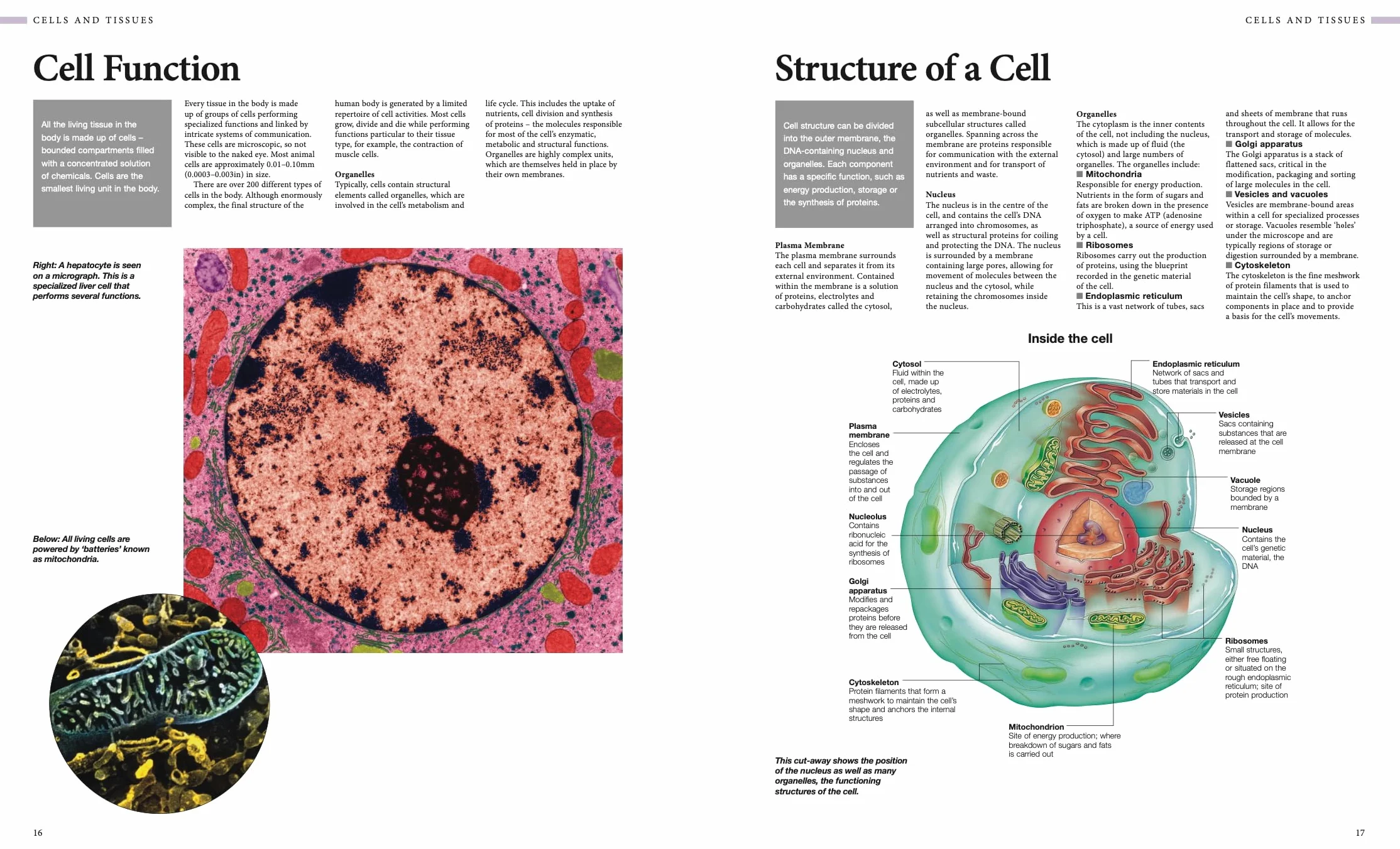 Human Anatomy: An Illustrated Guide to the Structure and Function of the Body