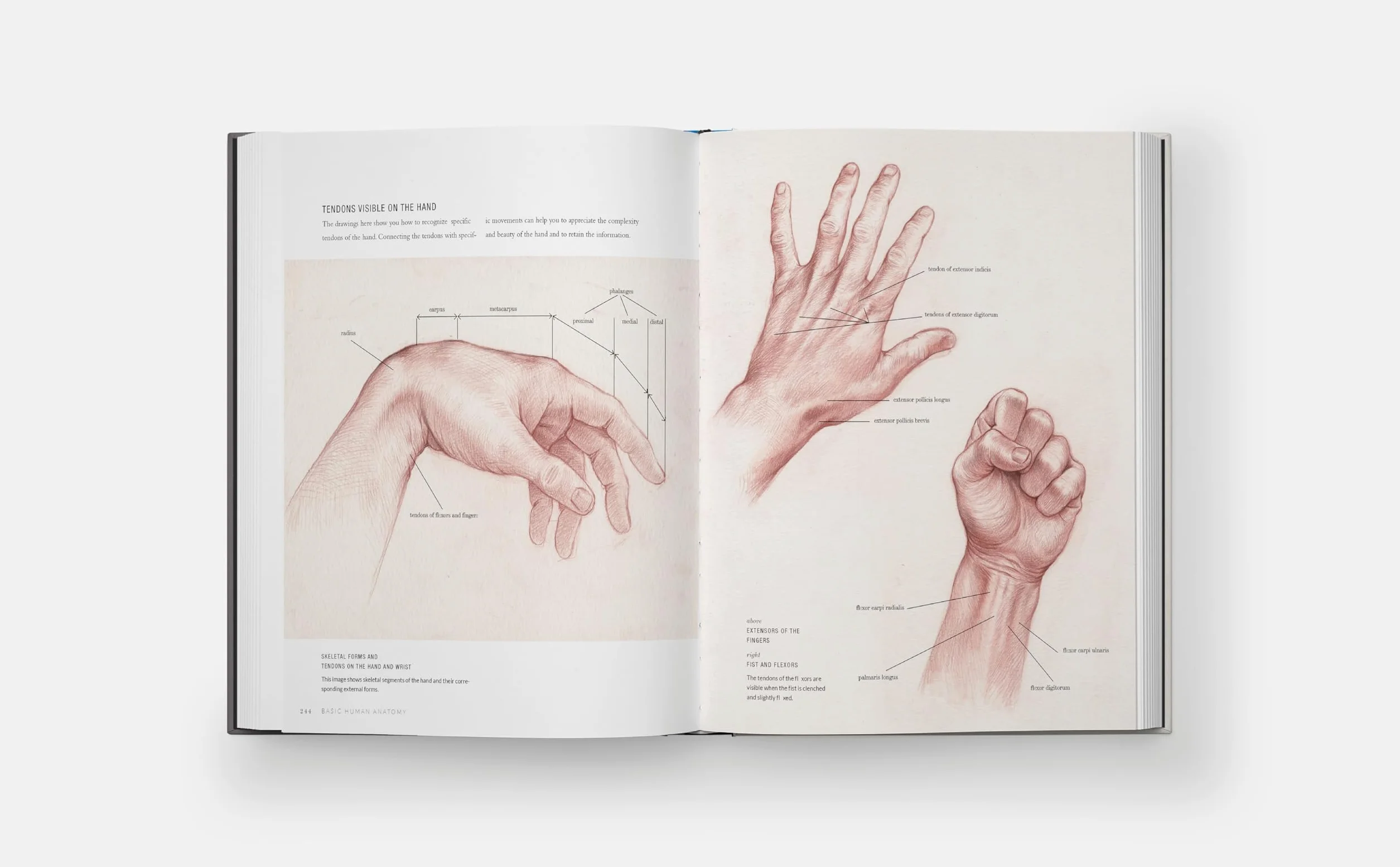 Basic Human Anatomy: An Essential Visual Guide for Artists