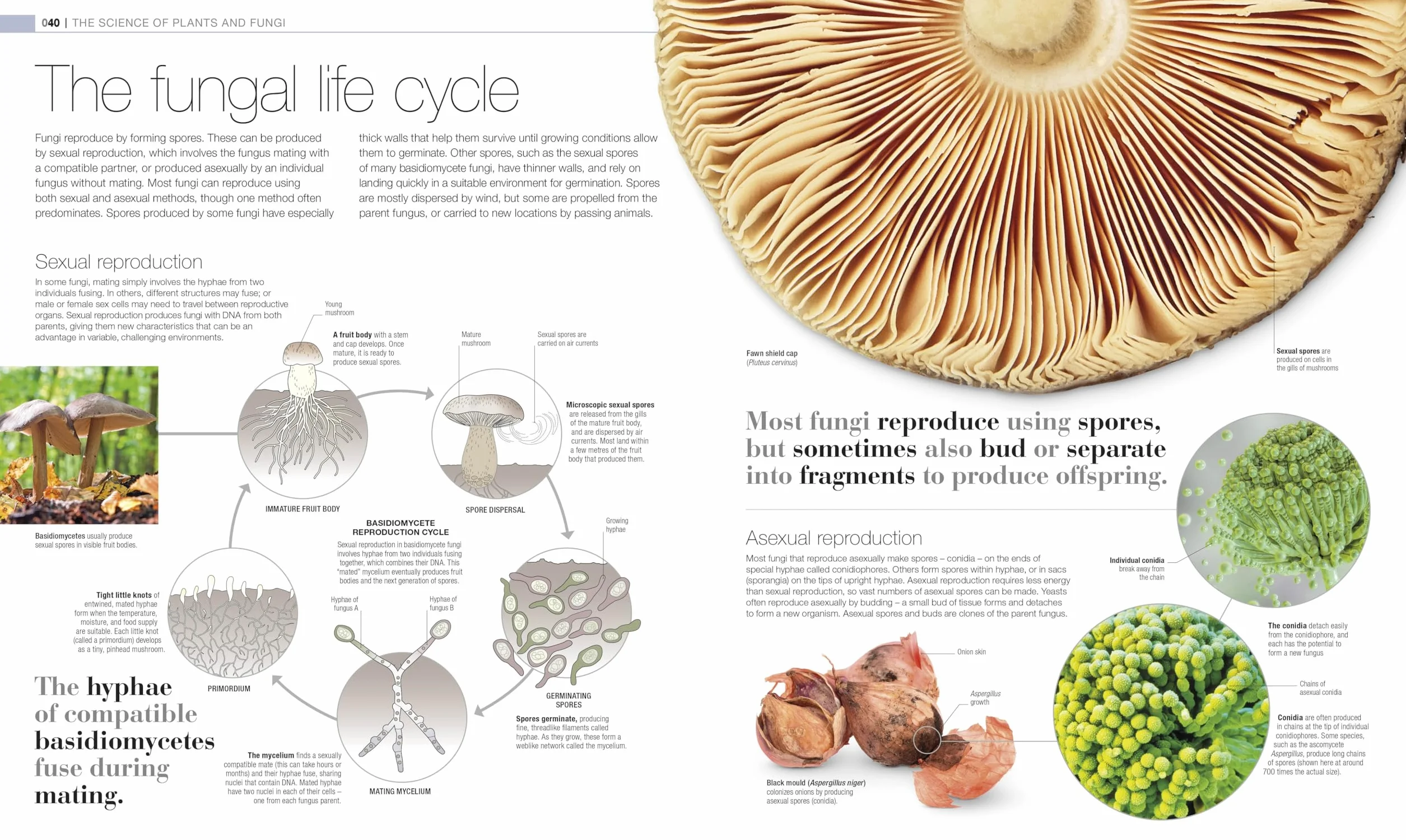 Plants and Fungi: The Definitive Visual Guide