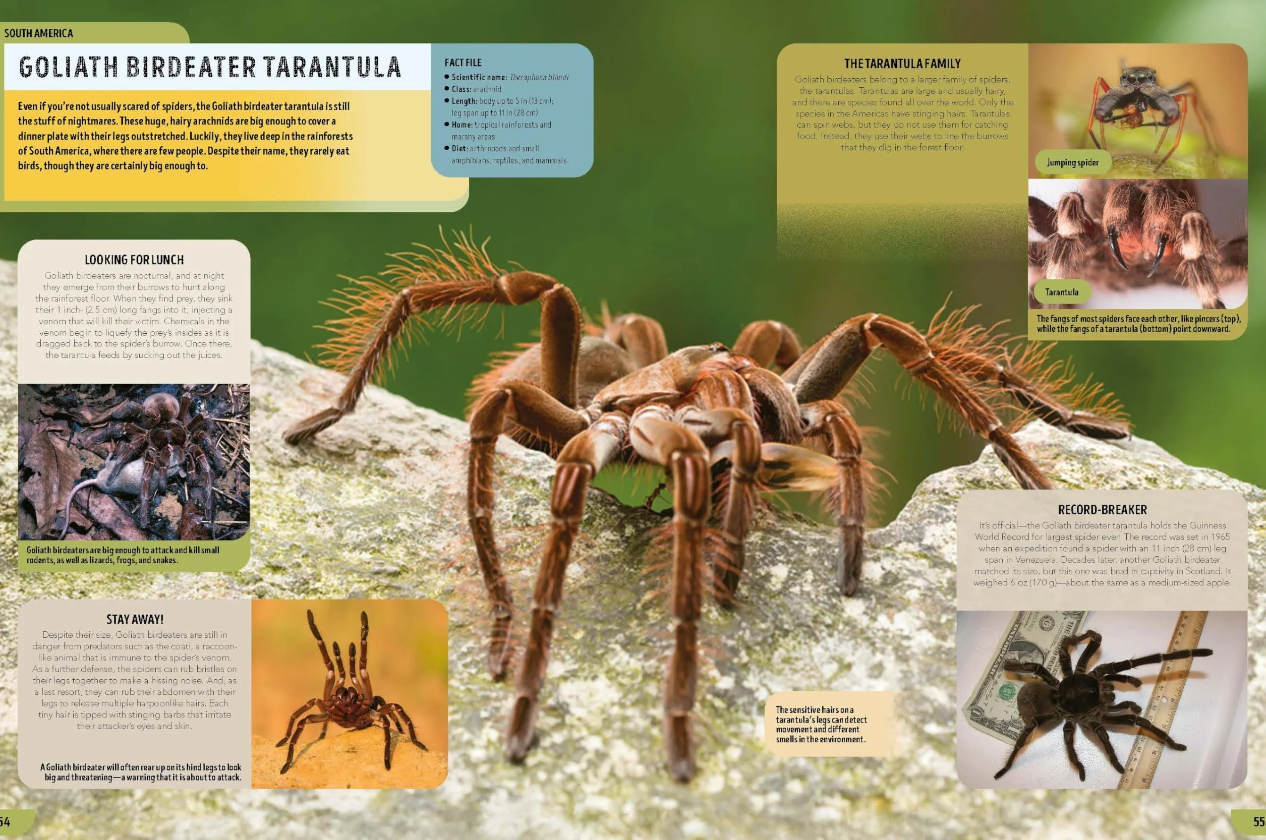 The Bugs Book 1ed -anglais-: Meet Over 100 Incredible Creepy-Crawlies That Share Our Planet