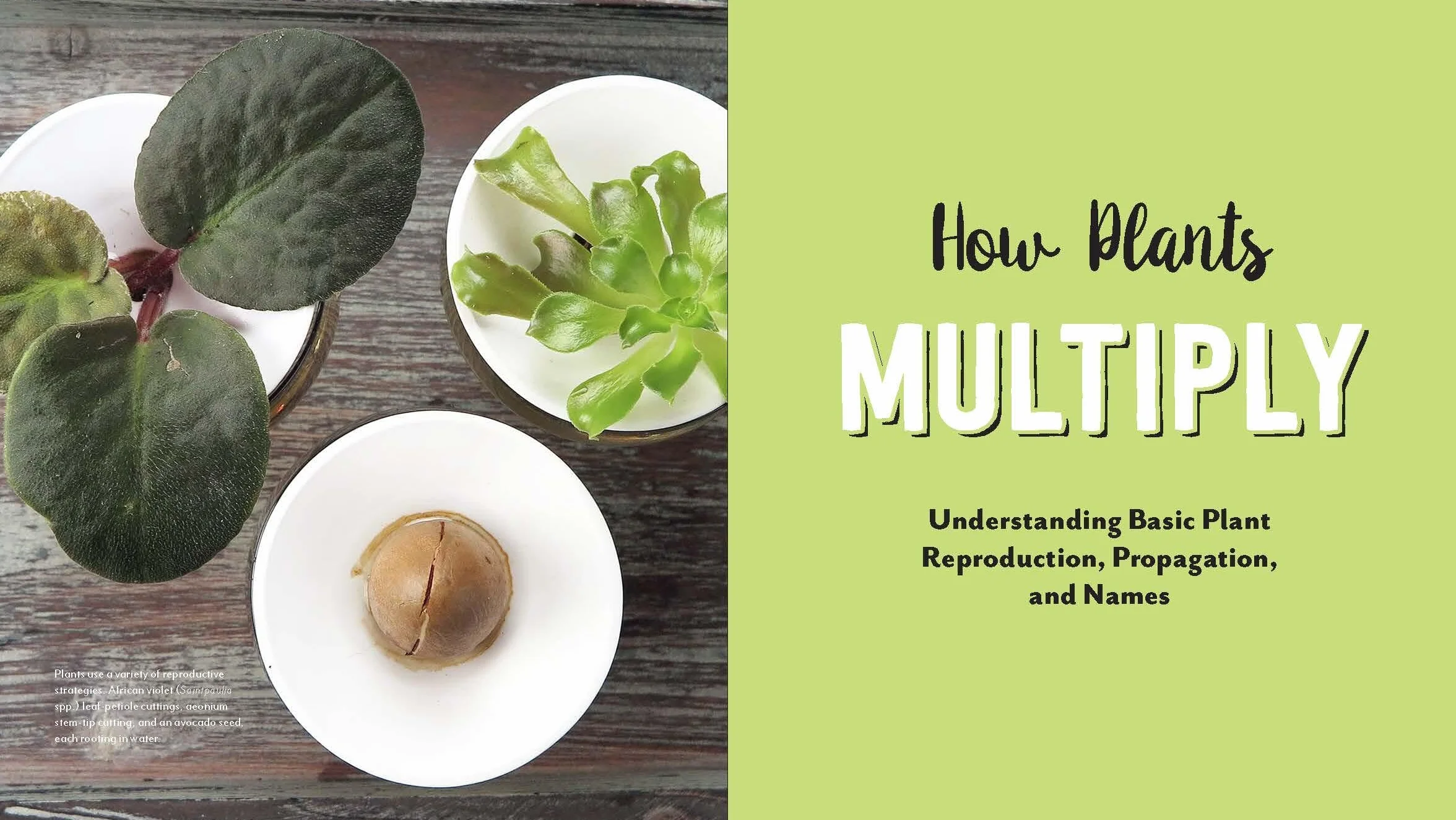 Plant Parenting: Easy Ways to Make More Houseplants, Vegetables, and Flowers