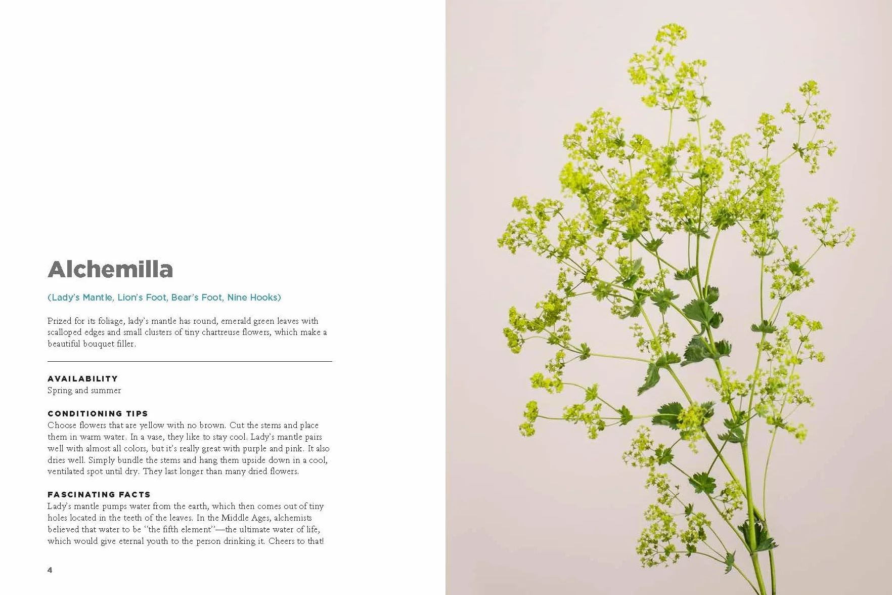 The Encyclopedia of Cut Flowers: What Flowers to Buy, When to Buy Them, and How to Keep Them Alive Longer