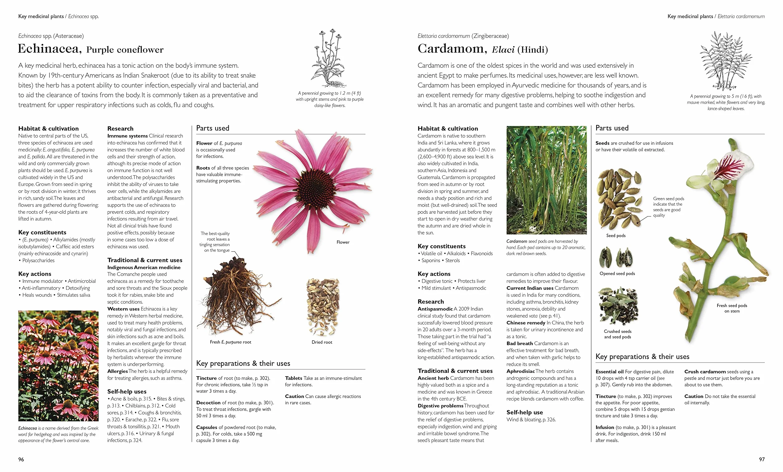 Encyclopedia of Herbal Medicine New Edition: 560 Herbs and Remedies for Common Ailments