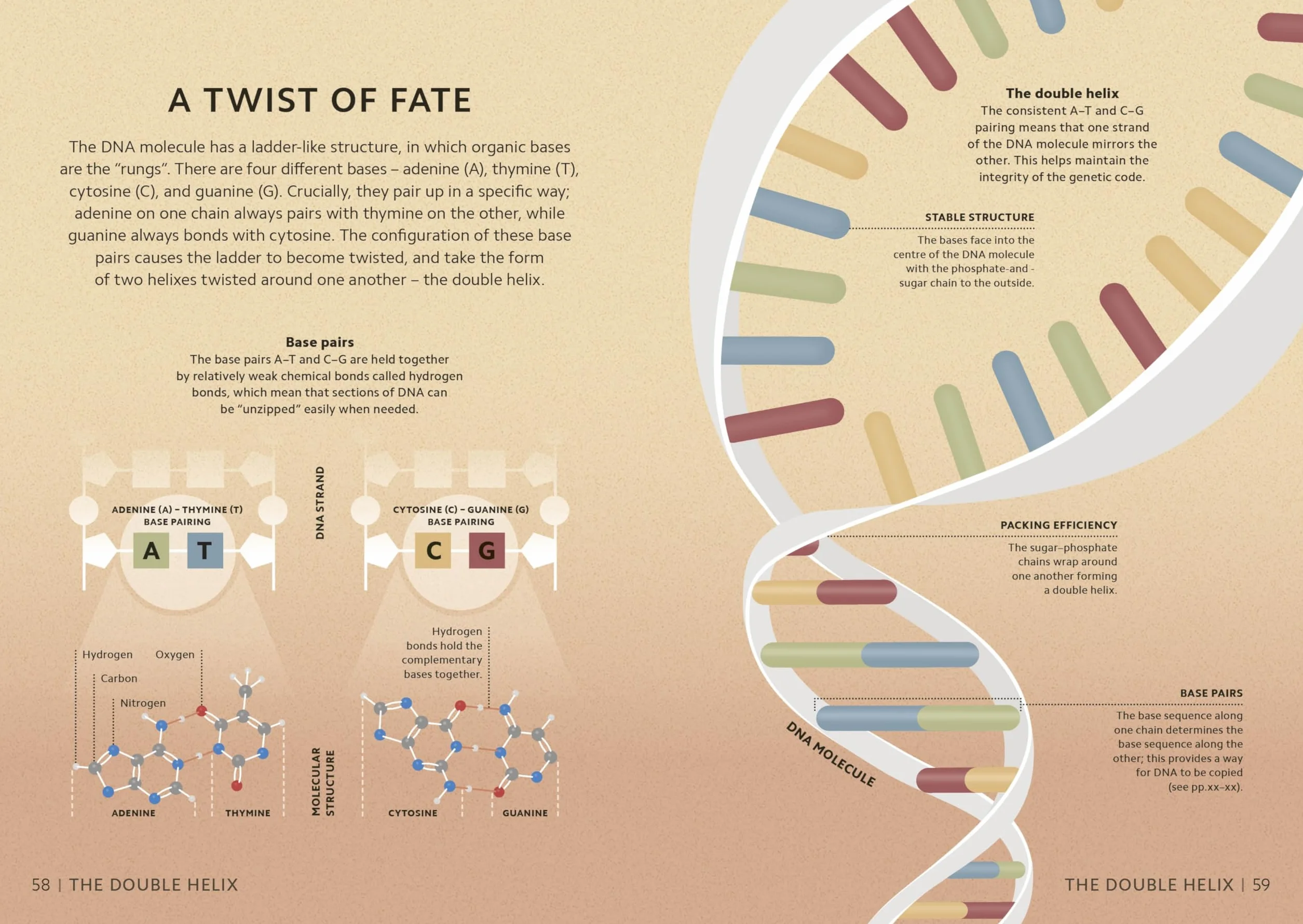 Simply Genetics: Facts Made Fast