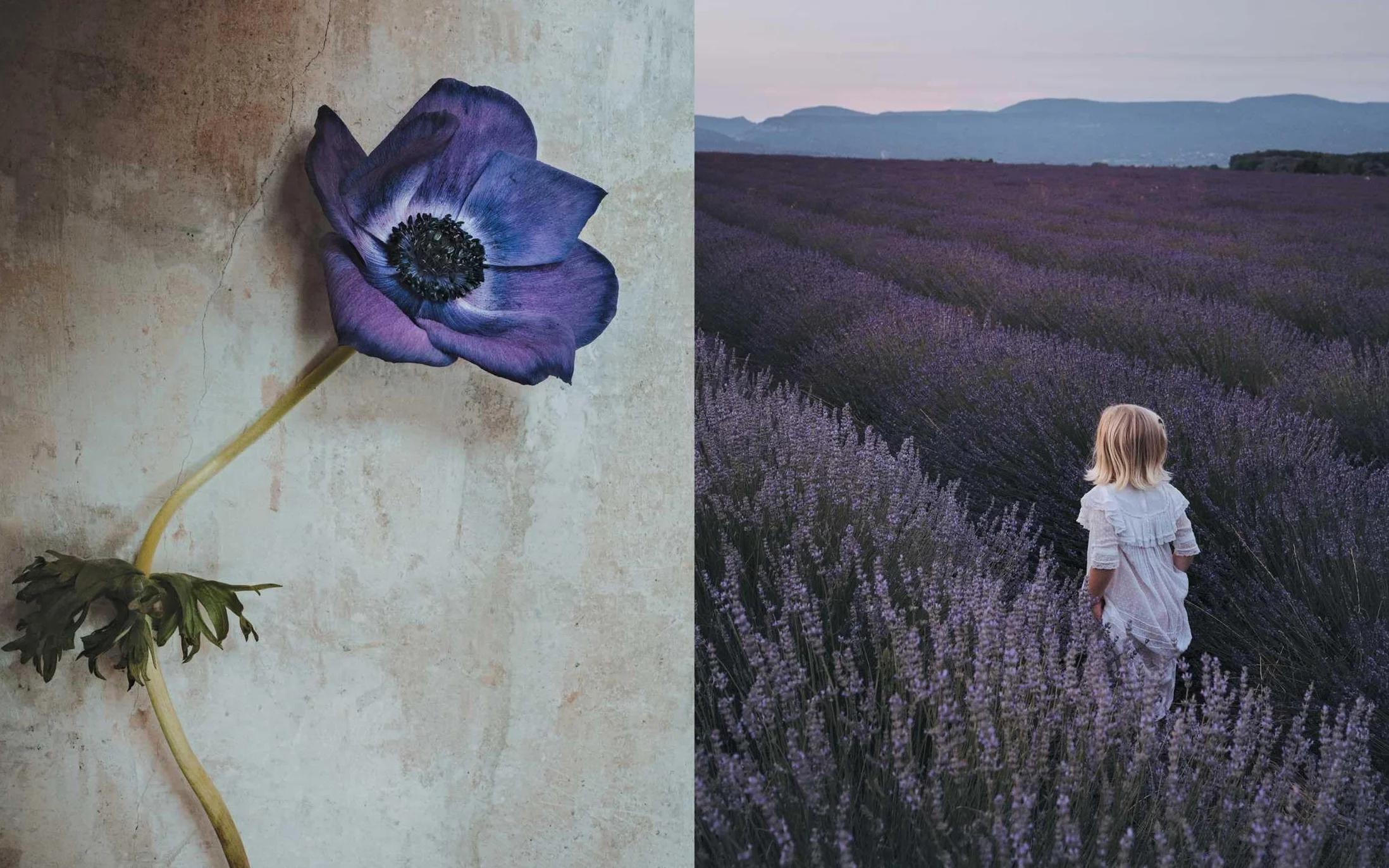 The Flowers of Provence