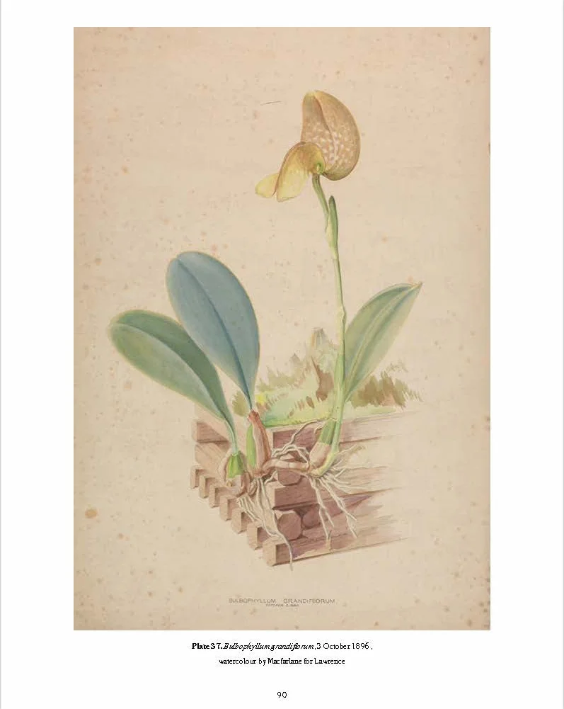 RHS Orchids /anglais: A History Through Botanical Illustration