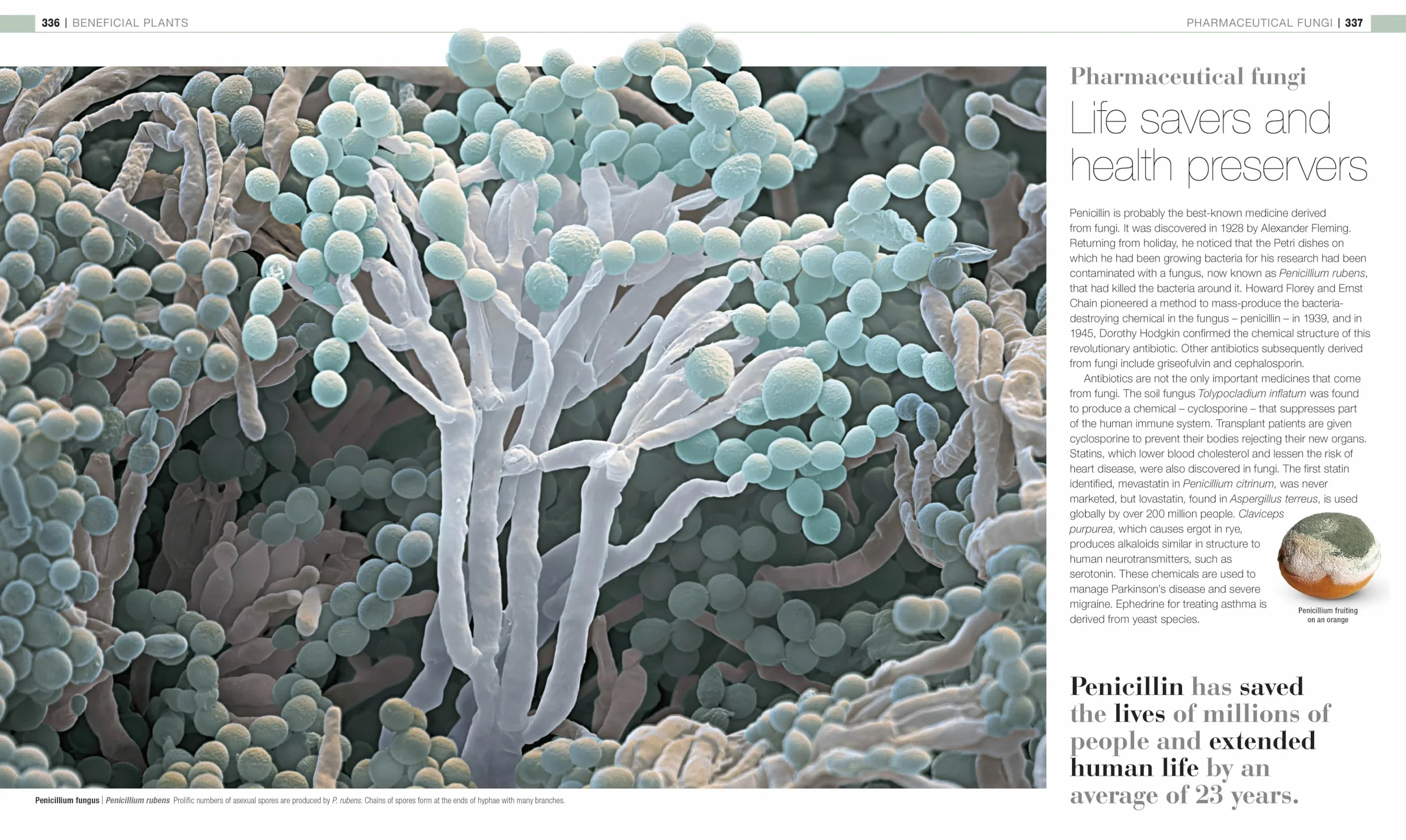 Plants and Fungi: The Definitive Visual Guide