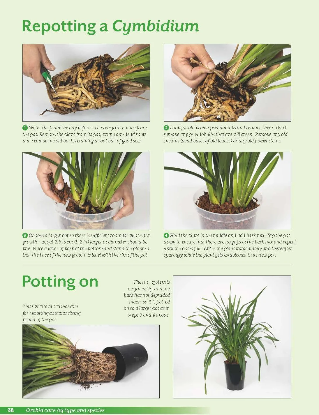 Growing Orchids at Home: The Beginner's Guide to Orchid Care