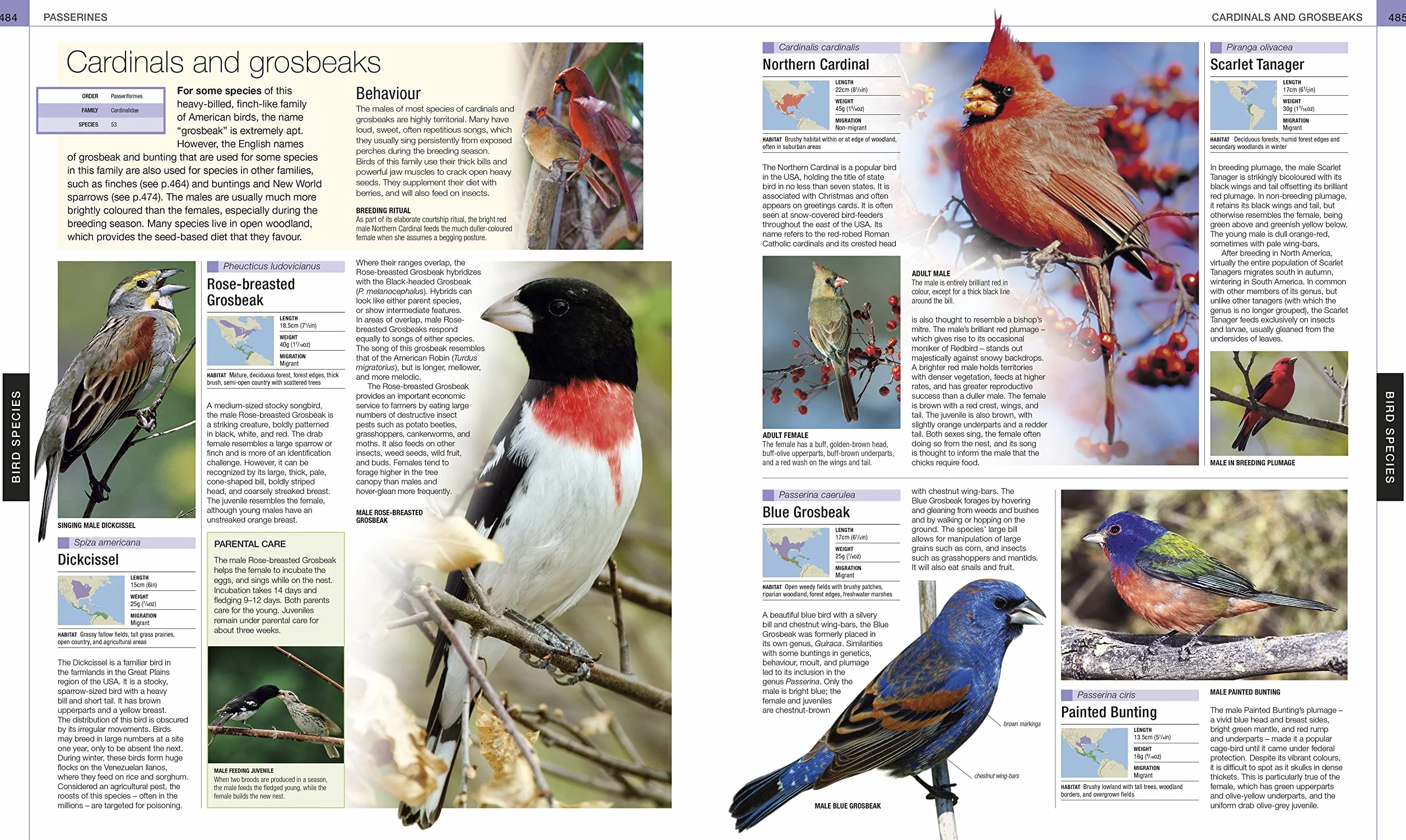 Bird: The Definitive Visual Guide