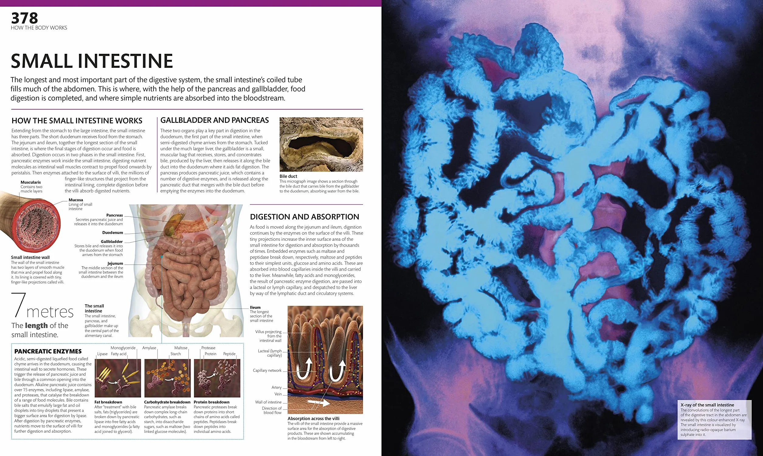 The Complete Human Body: The Definitive Visual Guide