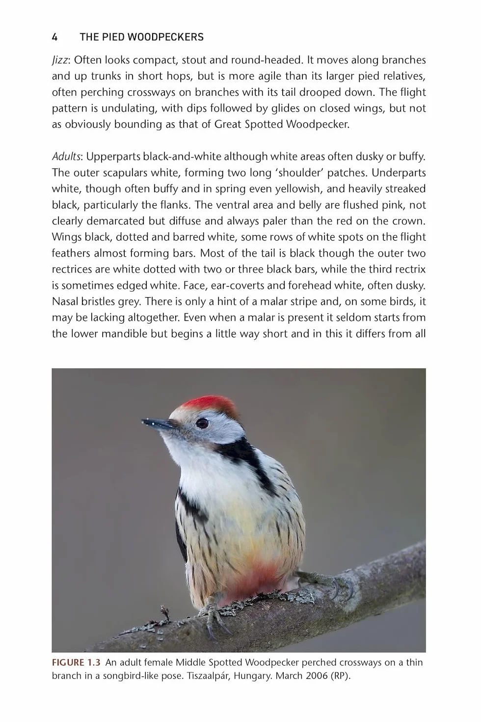 The Pied Woodpeckers: The Natural History of Europe's Black & White Woodpeckers