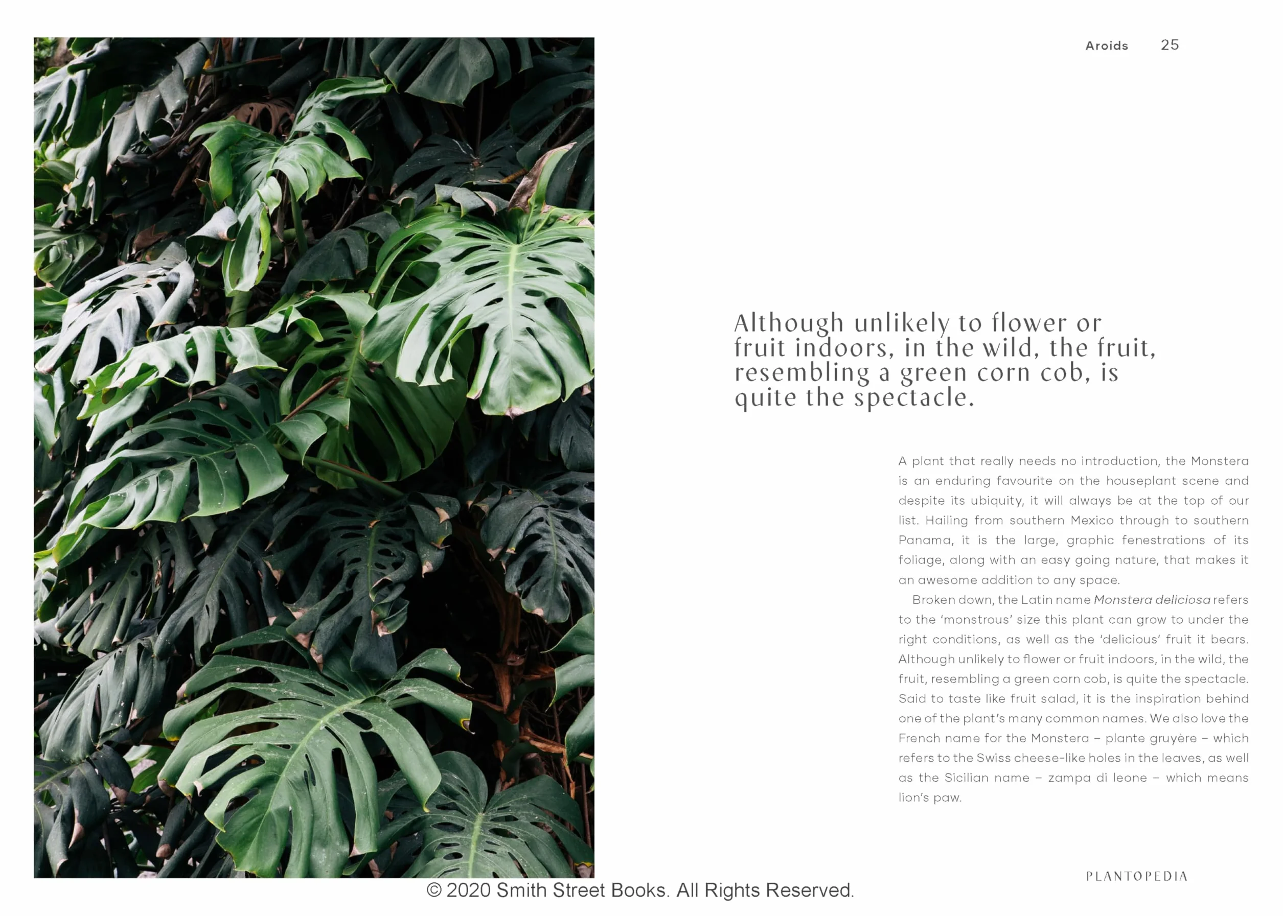 Plantopedia: The Definitive Guide to House Plants /anglais