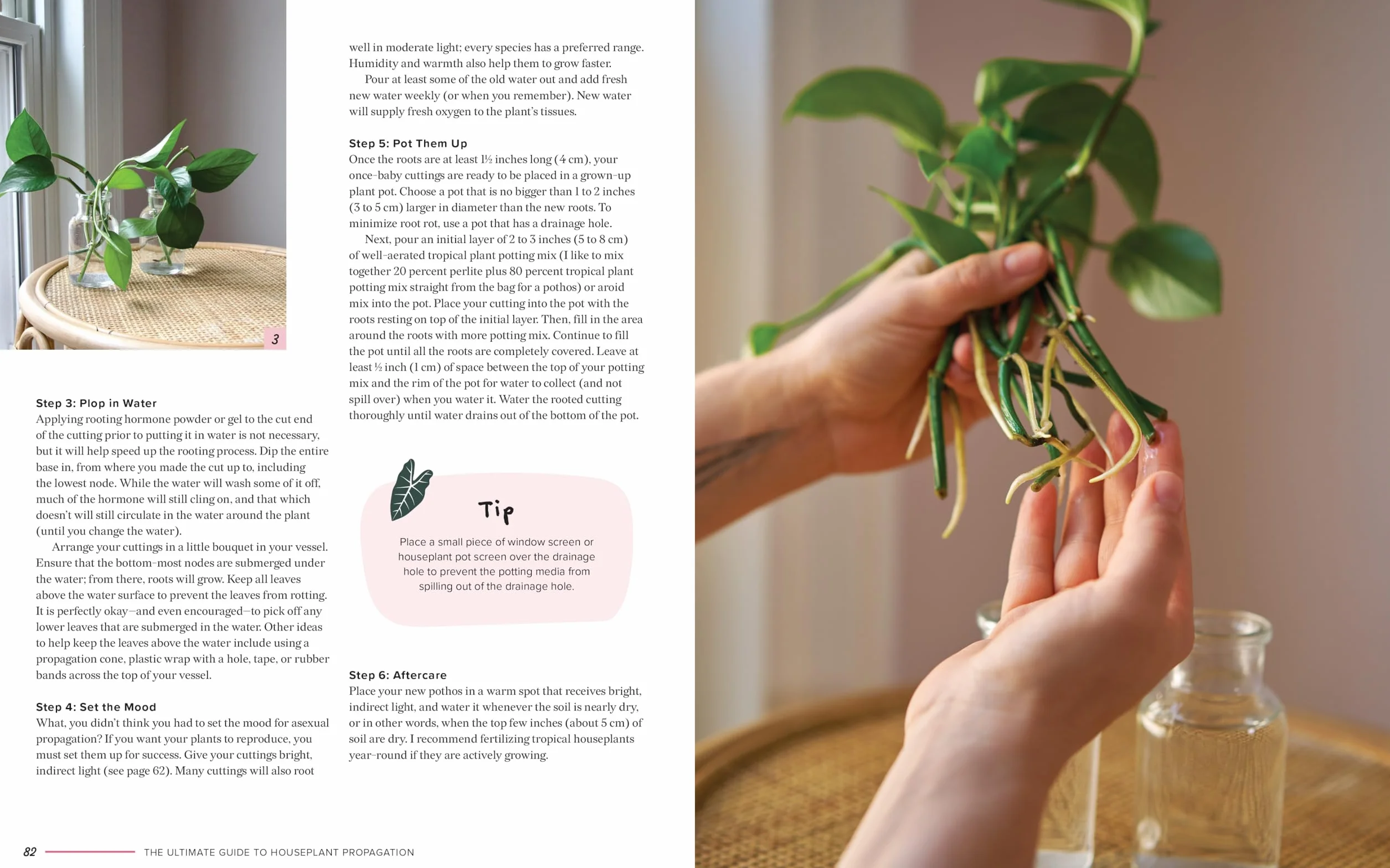 The Ultimate Guide to Houseplant Propagation: Step-By-Step Techniques for Making More Houseplants . . . for Free!
