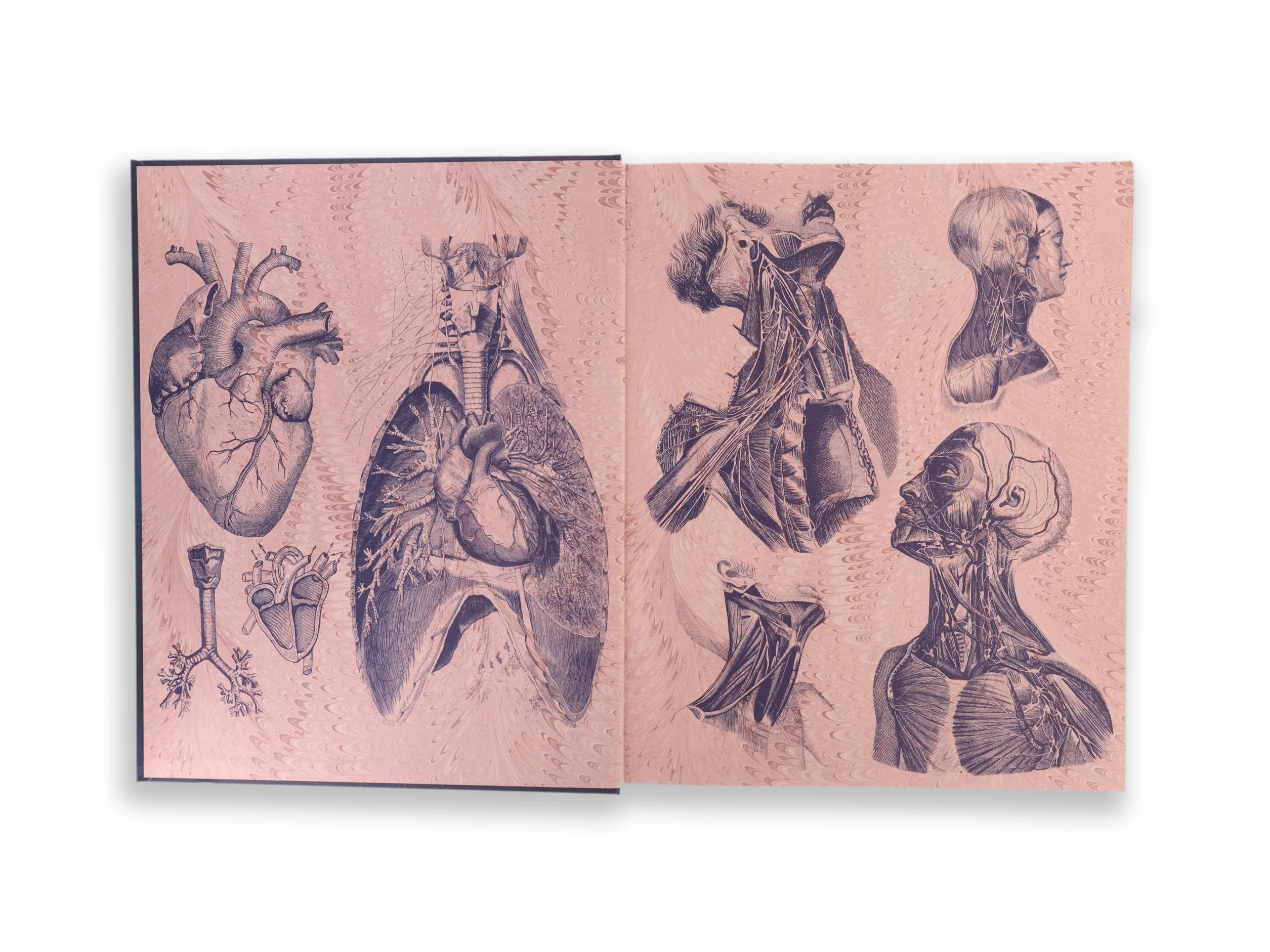 Gray's Anatomy