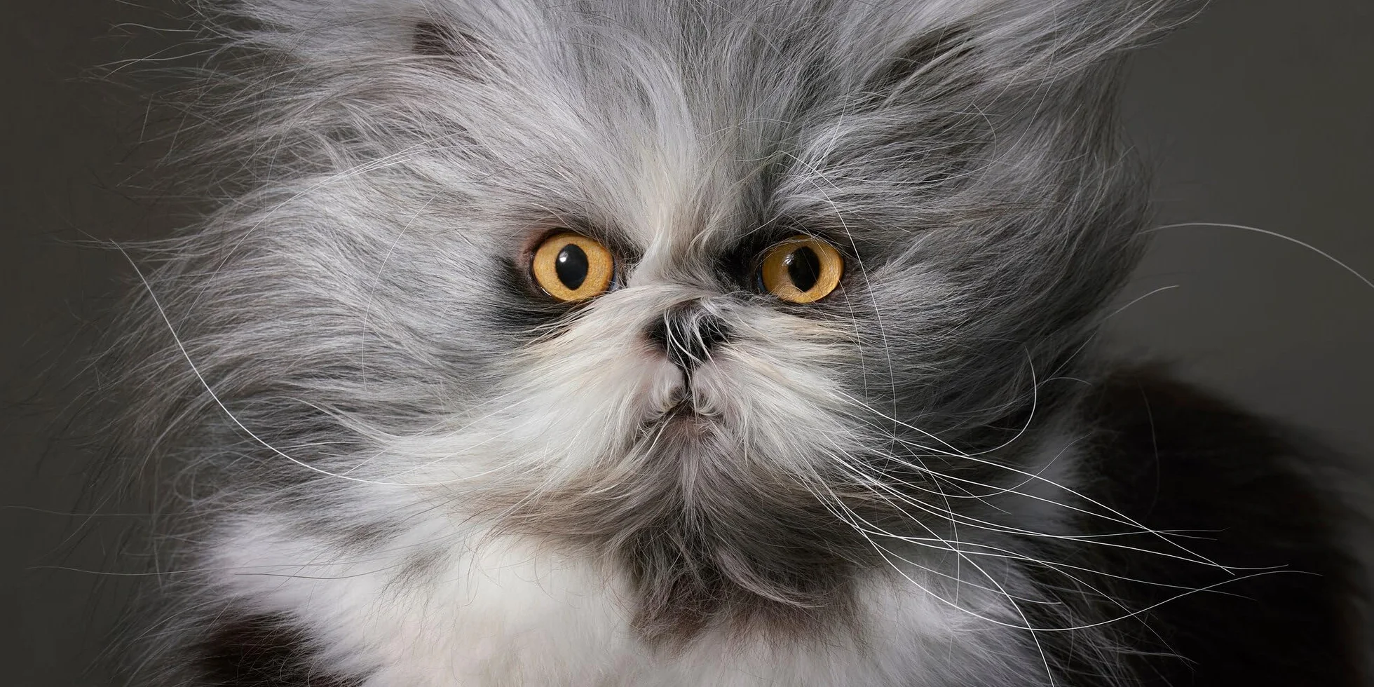 Feline: Photographs