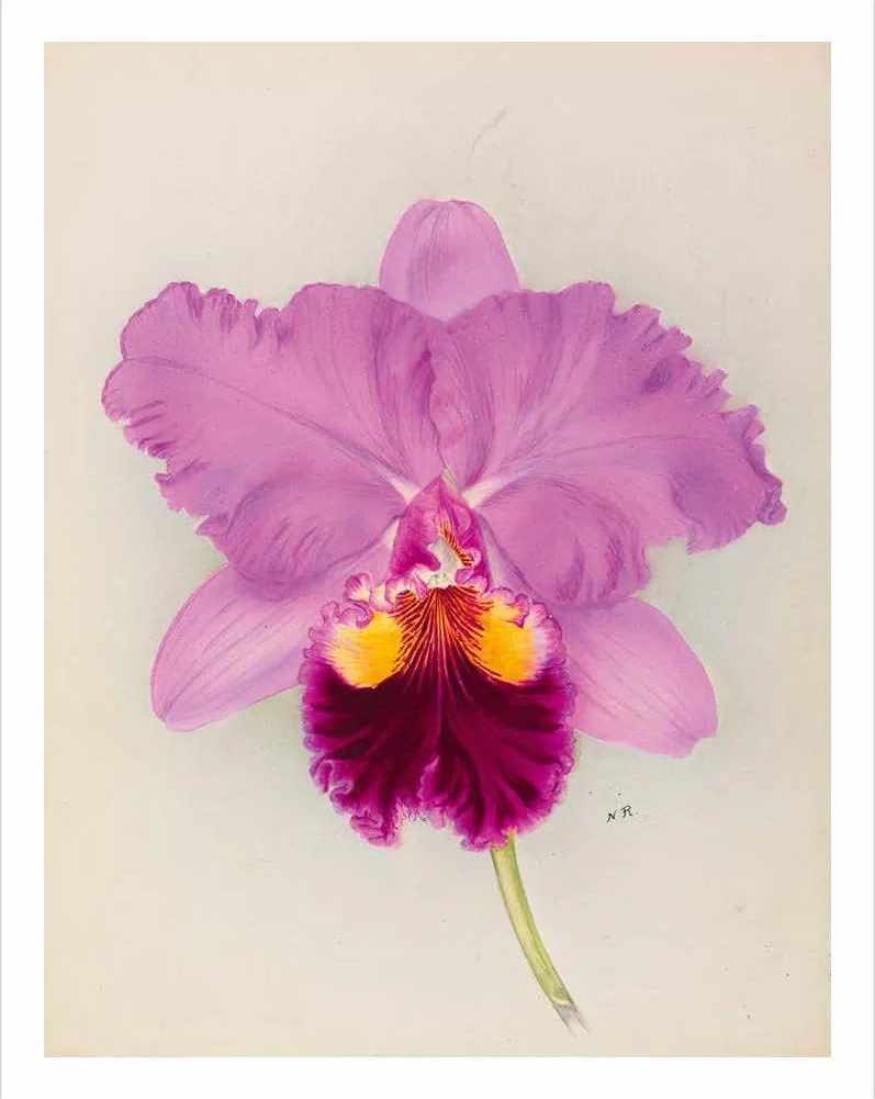 RHS Orchids /anglais: A History Through Botanical Illustration