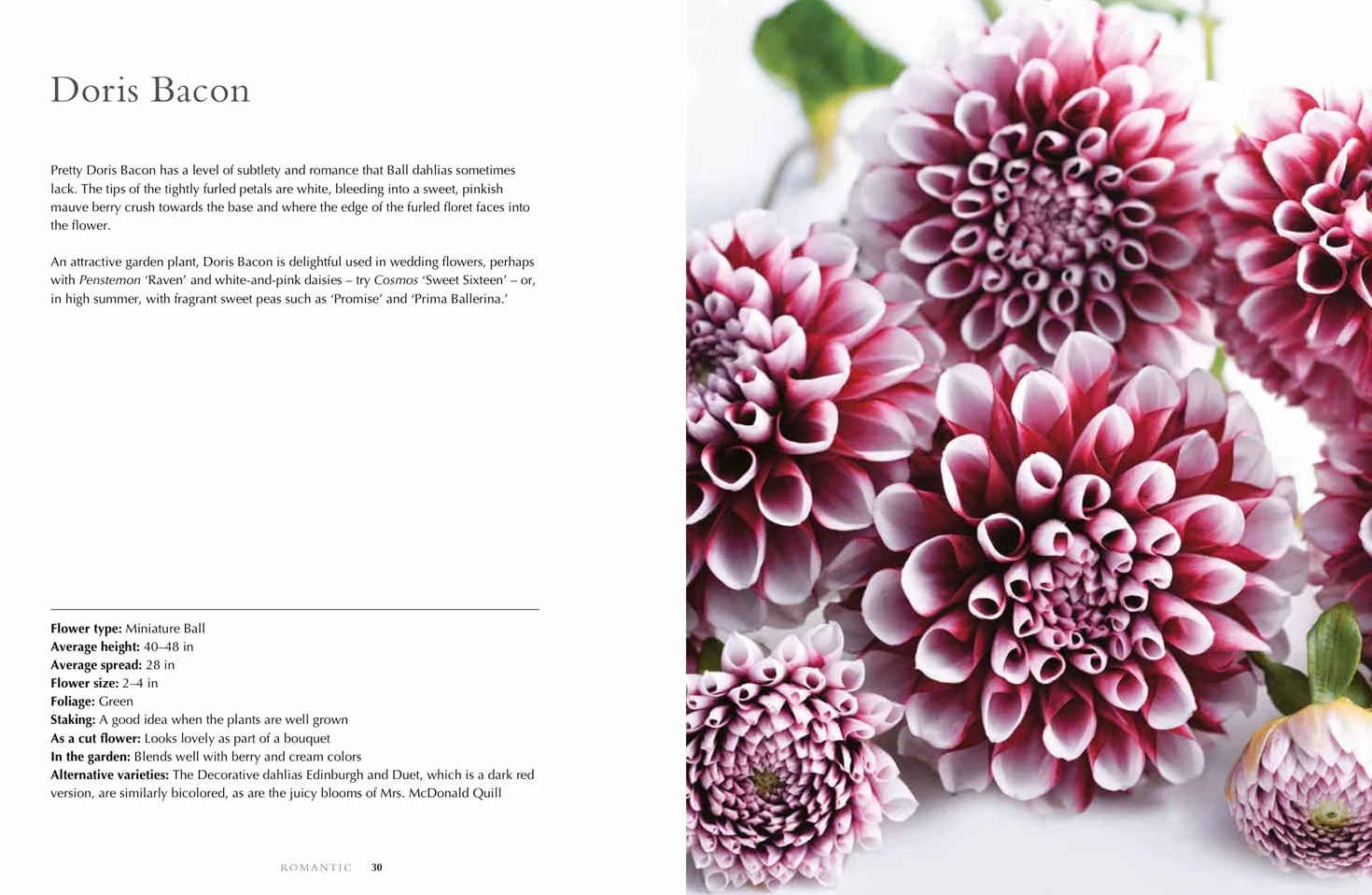 Dahlias: The ultimate flower guide for growing, flowering and cutting varieties for the home and gardening