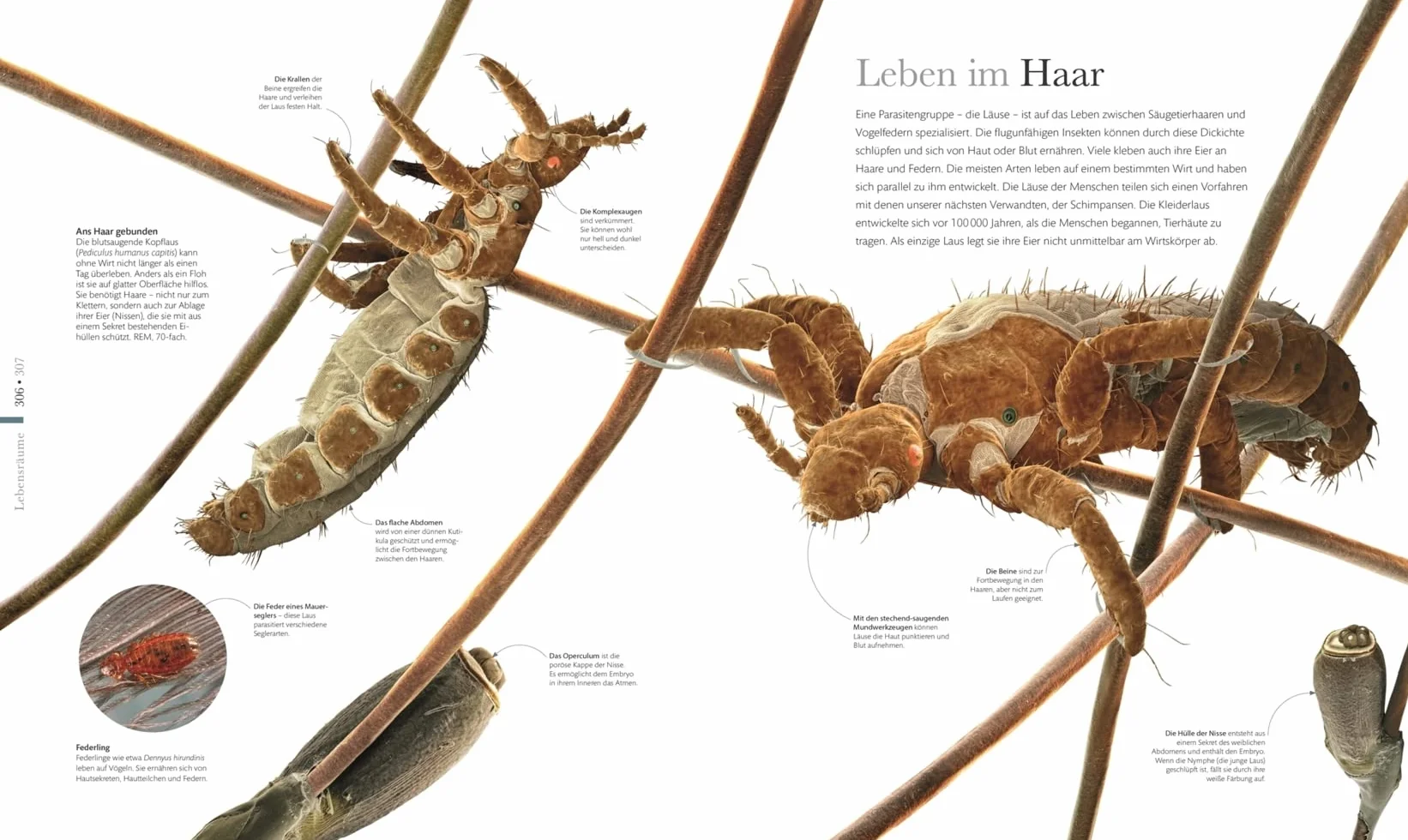 Mikrokosmos - Wunderwelt der kleinsten Lebewesen: Mikroskopbilder und atemberaubende Makrofotografien illustrieren die unsichtbare Welt unseres Mikrokosmos