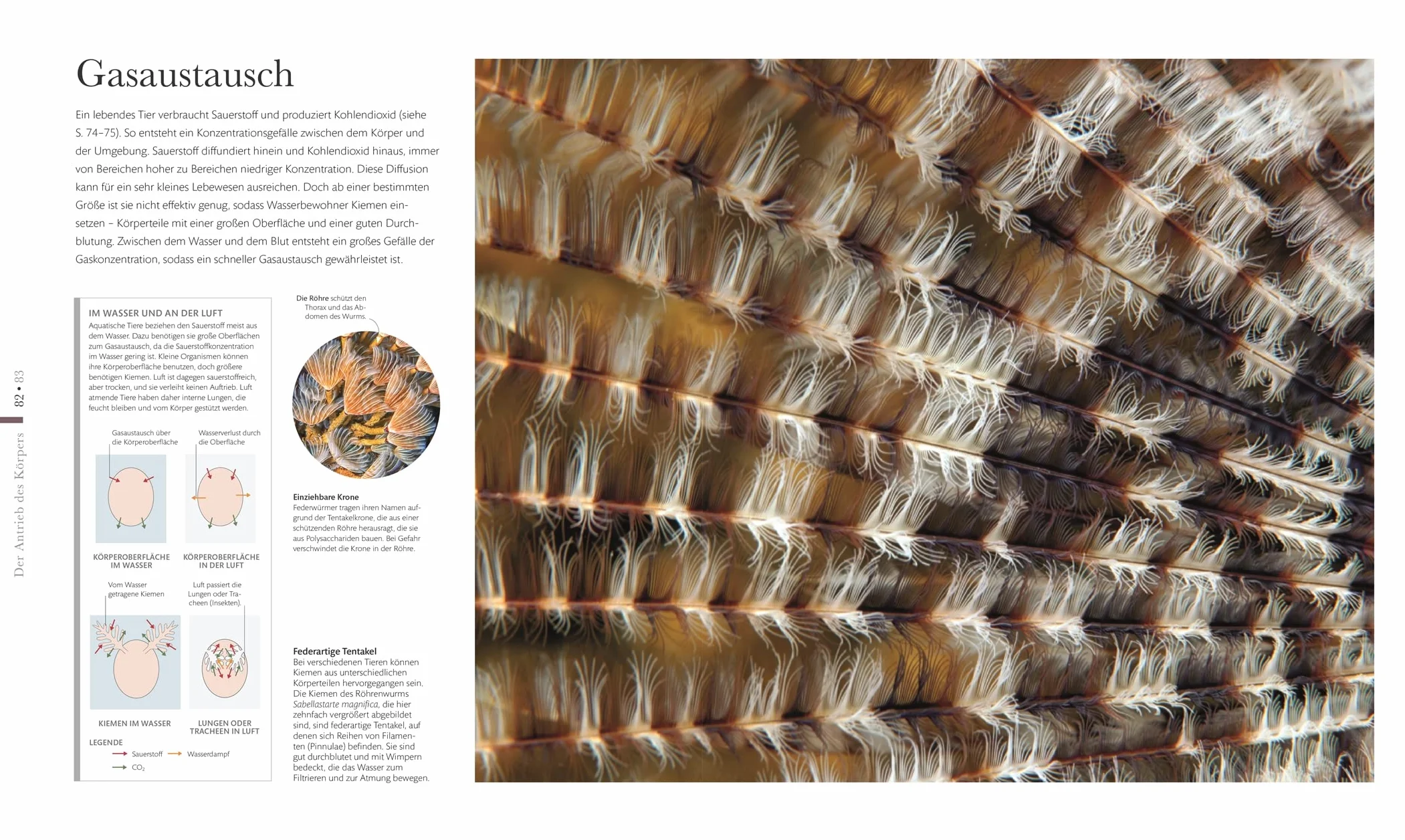Mikrokosmos - Wunderwelt der kleinsten Lebewesen: Mikroskopbilder und atemberaubende Makrofotografien illustrieren die unsichtbare Welt unseres Mikrokosmos