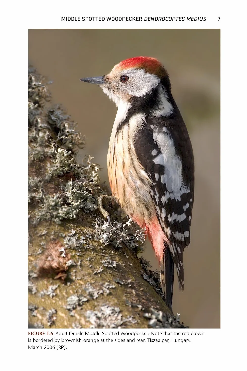 The Pied Woodpeckers: The Natural History of Europe's Black & White Woodpeckers