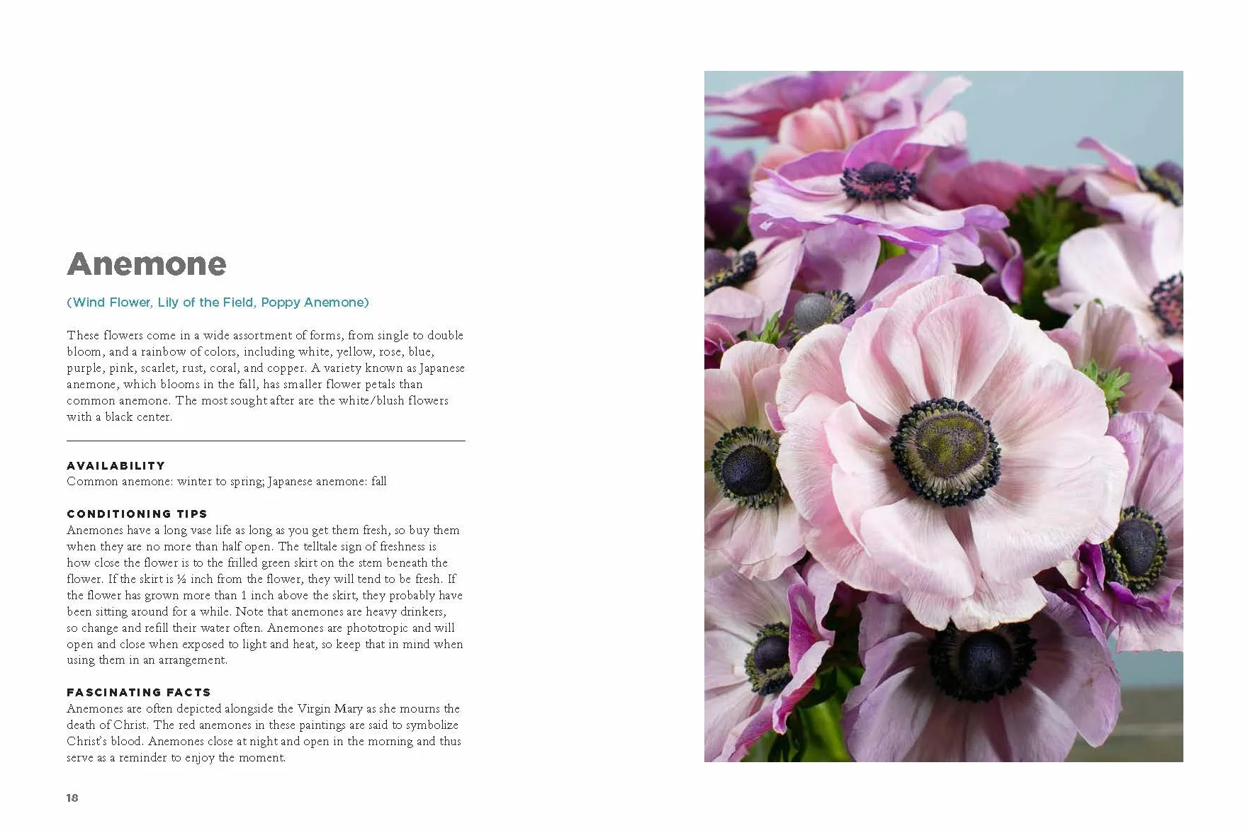 The Encyclopedia of Cut Flowers: What Flowers to Buy, When to Buy Them, and How to Keep Them Alive Longer