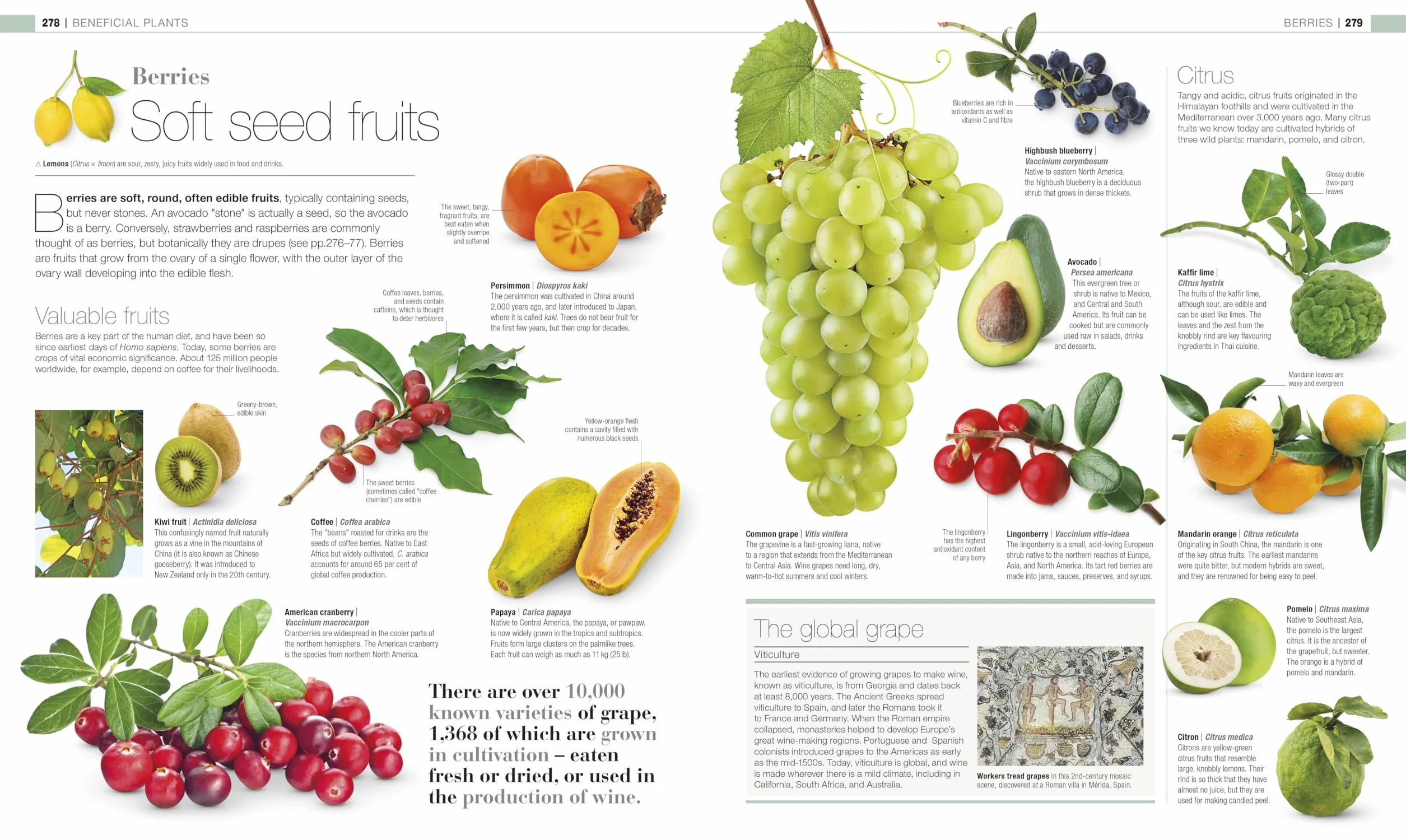 Plants and Fungi: The Definitive Visual Guide