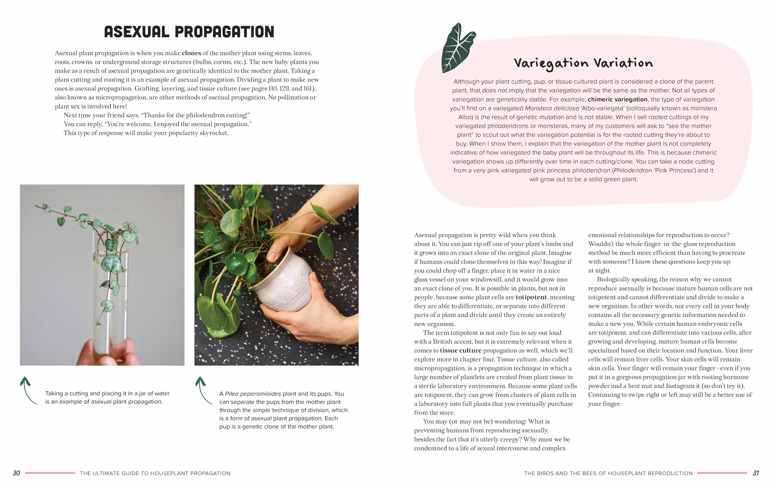 The Ultimate Guide to Houseplant Propagation: Step-By-Step Techniques for Making More Houseplants . . . for Free!