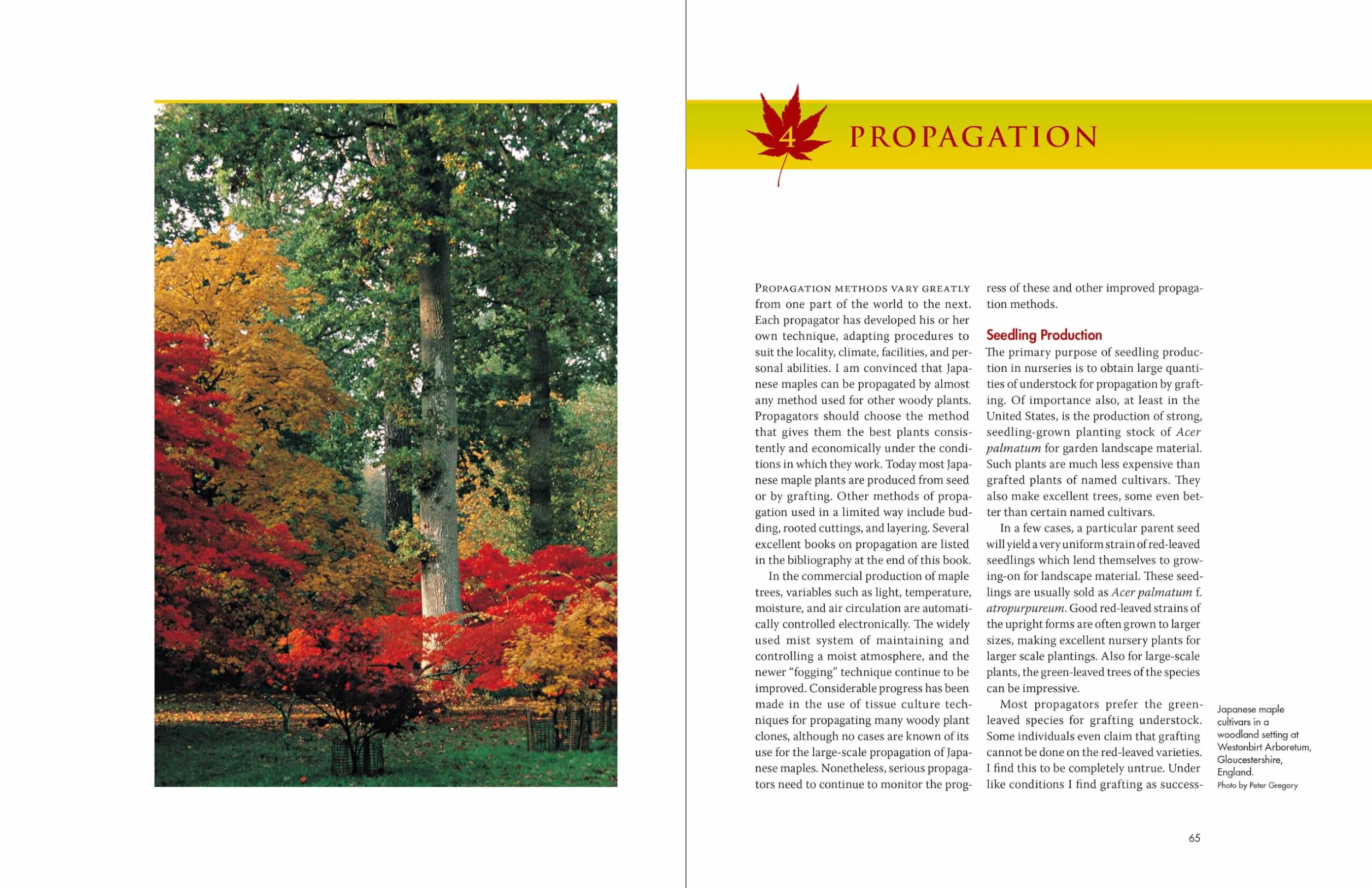 Japanese Maples: The Complete Guide to Selection and Cultivation