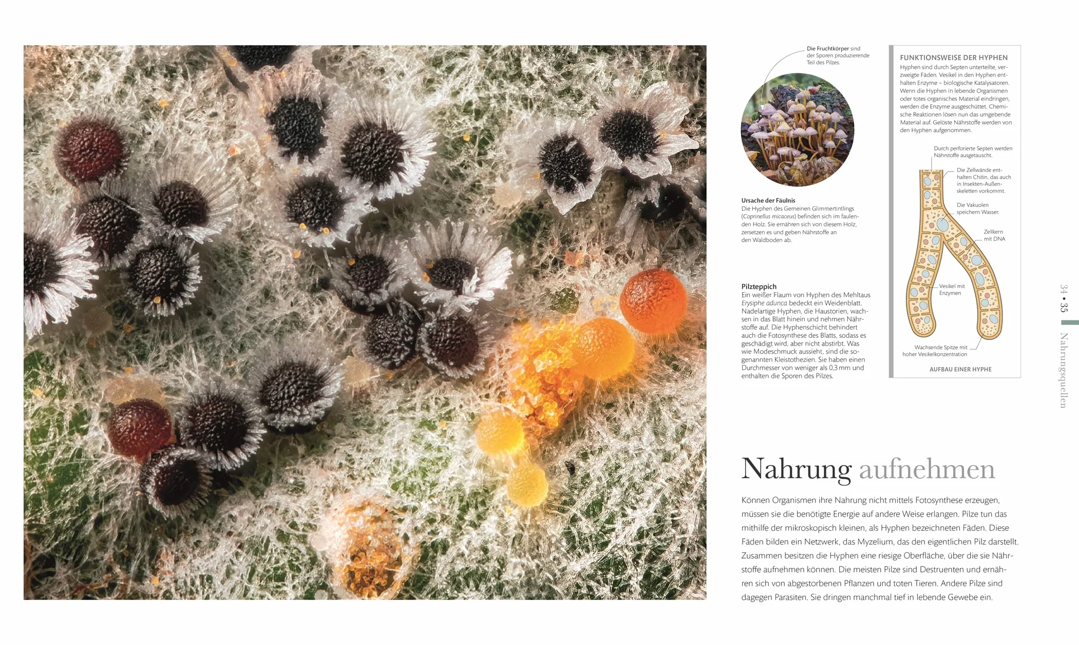 Mikrokosmos - Wunderwelt der kleinsten Lebewesen: Mikroskopbilder und atemberaubende Makrofotografien illustrieren die unsichtbare Welt unseres Mikrokosmos